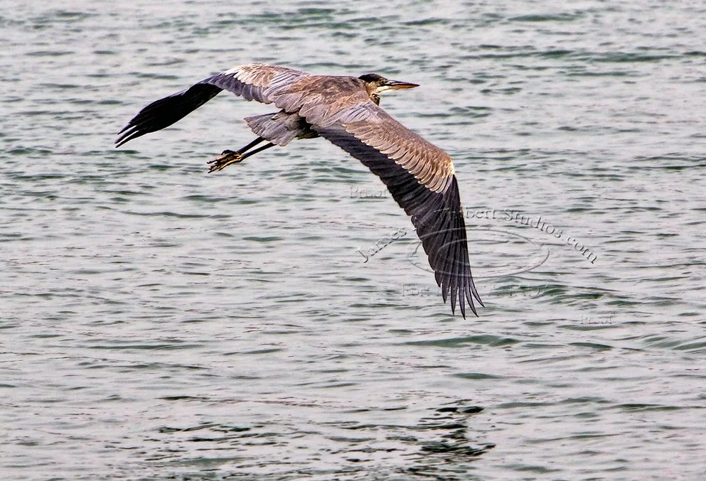 BlueHerron_flight__MG_9596-071111_JAT.jpg