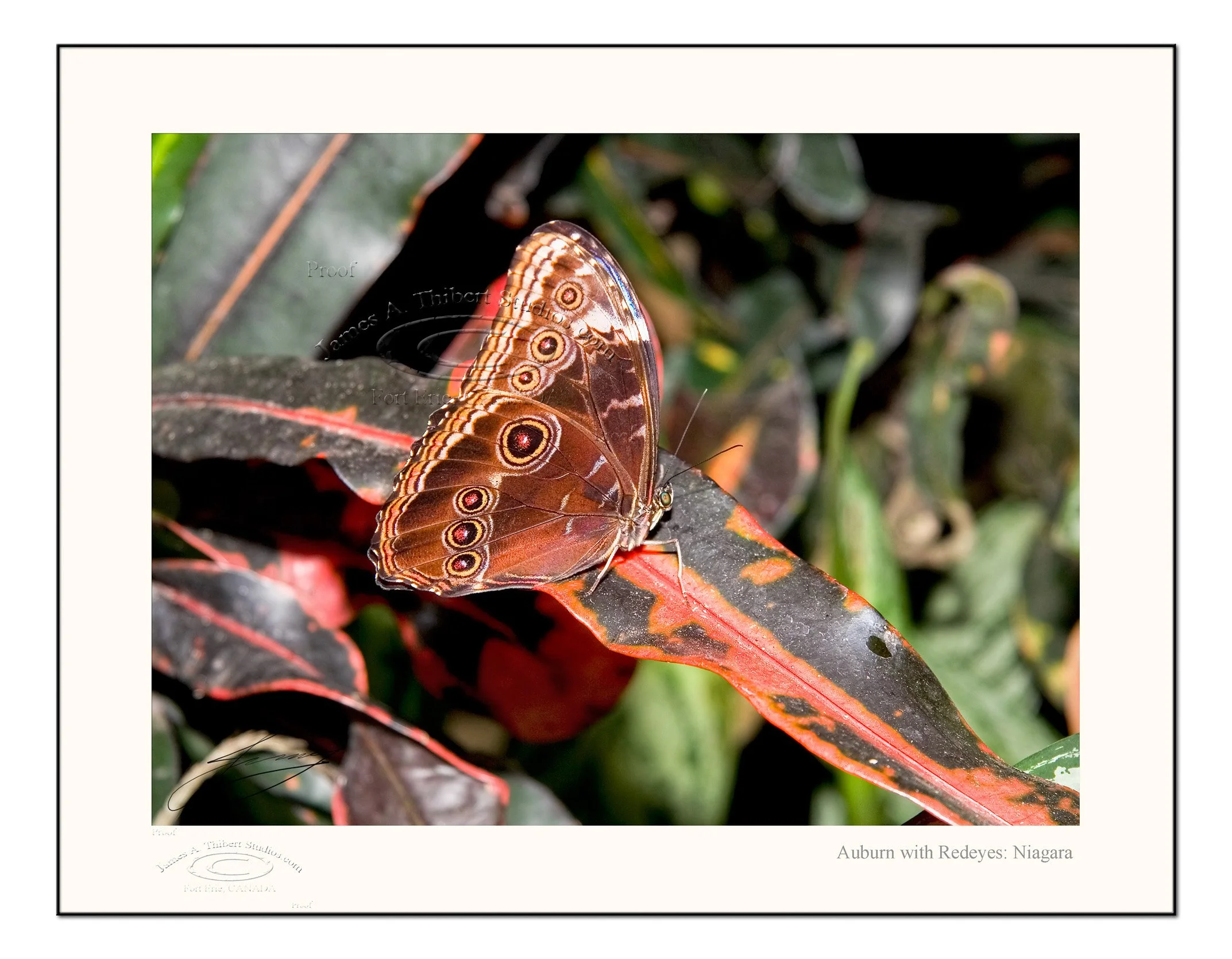 Auburn_with_Redeyes_MG_3990-070125-V1-FRAME-prepress.jpg
