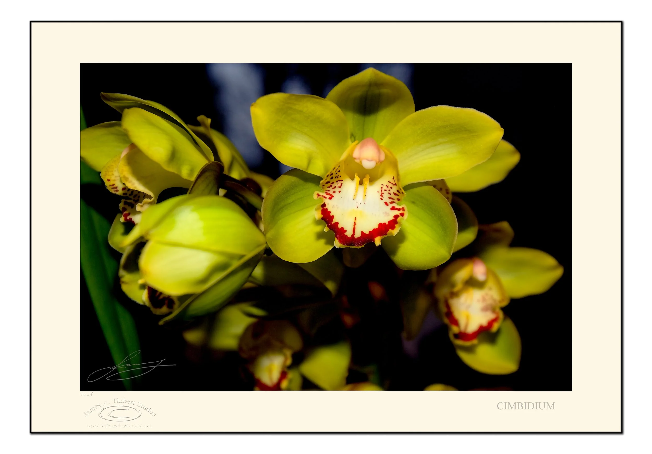 Cimbidium_MG_2009_061208_v1-FRAME copy.jpg