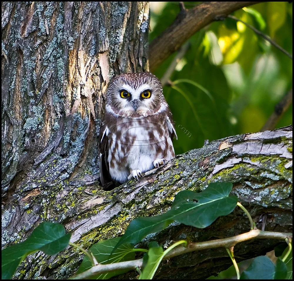 BarredOwl_MG_9470-PTL-Layer-FF-cp.jpg