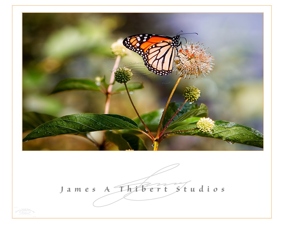 Monarch-on-blossom-081102-frame-prepress.jpg
