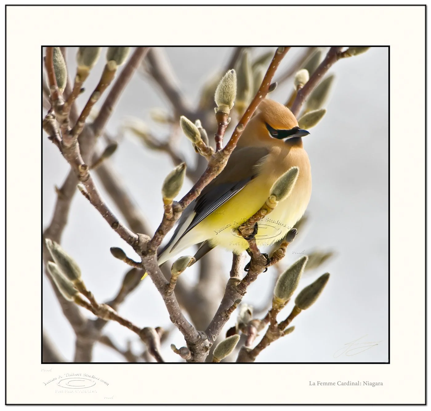 Cardinal-female-_MG_2363-080321-V1-Frame-prepress.jpg