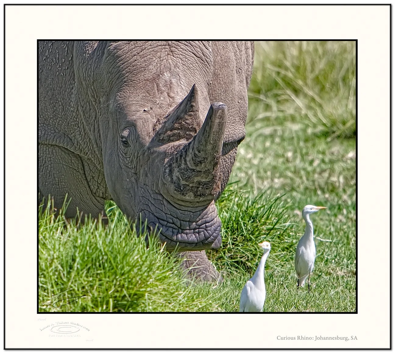 Rhino-Head-on-100_3291--080514-V1-Frame-prepress.jpg