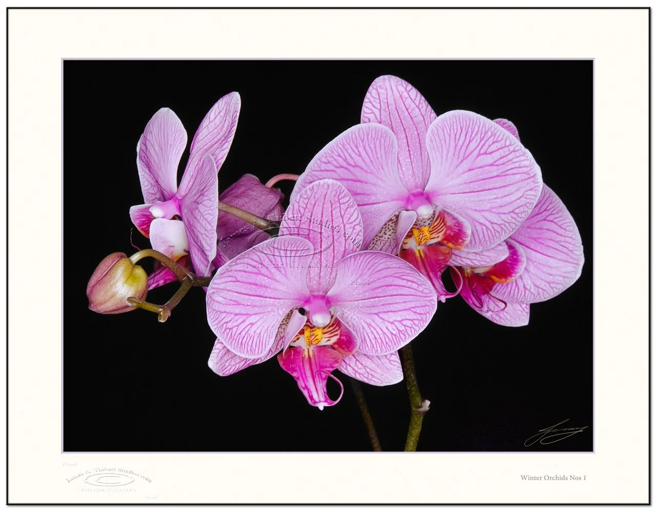 WinterOrchidsNos1_MG_0158-080302_V1_Frame-prepress.jpg