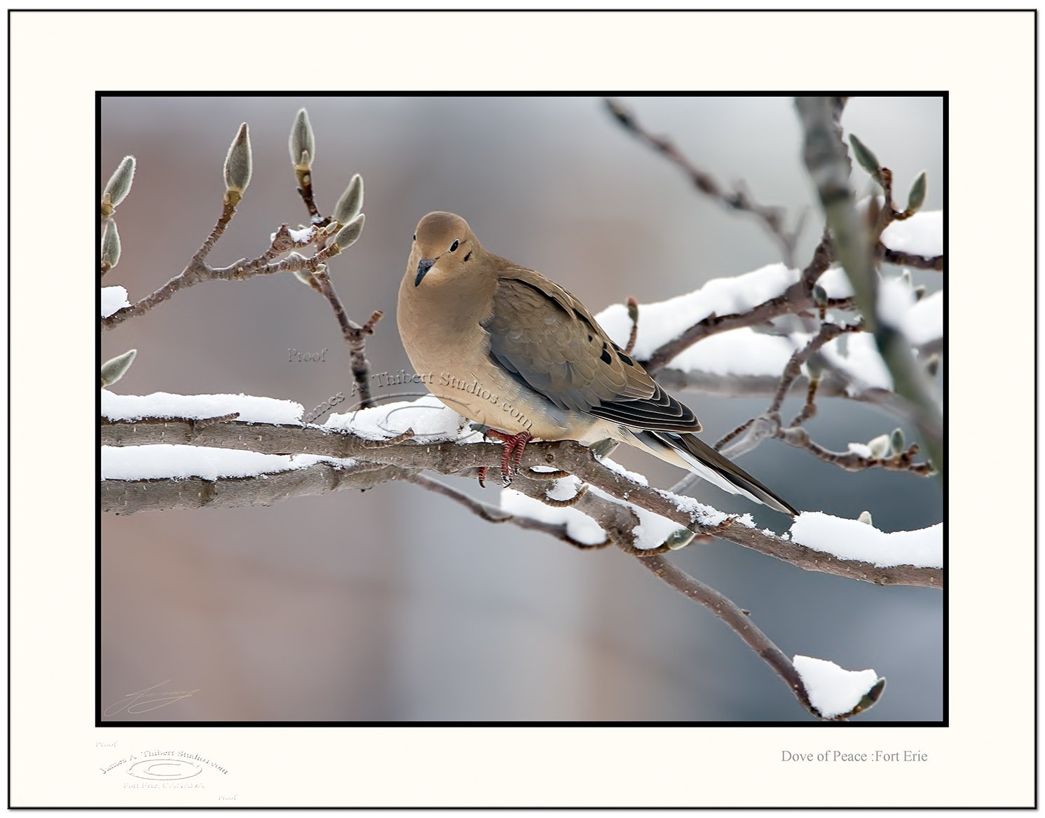 Dove_of_Peace_MG_1025_080101_V1_Frame-prepress.jpg