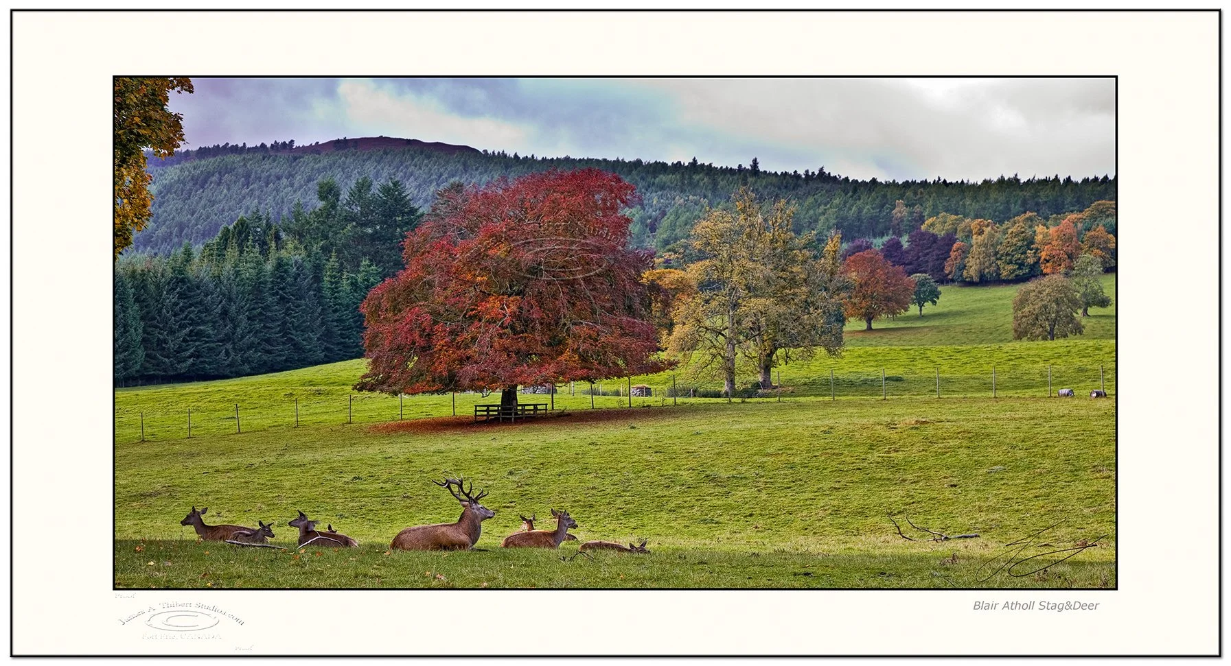 BalirAtholl-Stag_100_1157-071020-V1-Frame-prepress.jpg