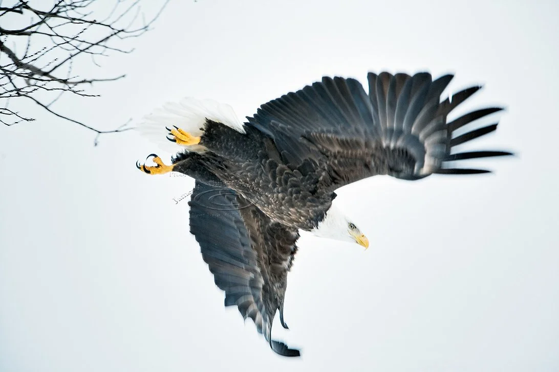 BaldEagle_MG_2920-NW-FF-FM-Vivd-EN0nGBW.jpg