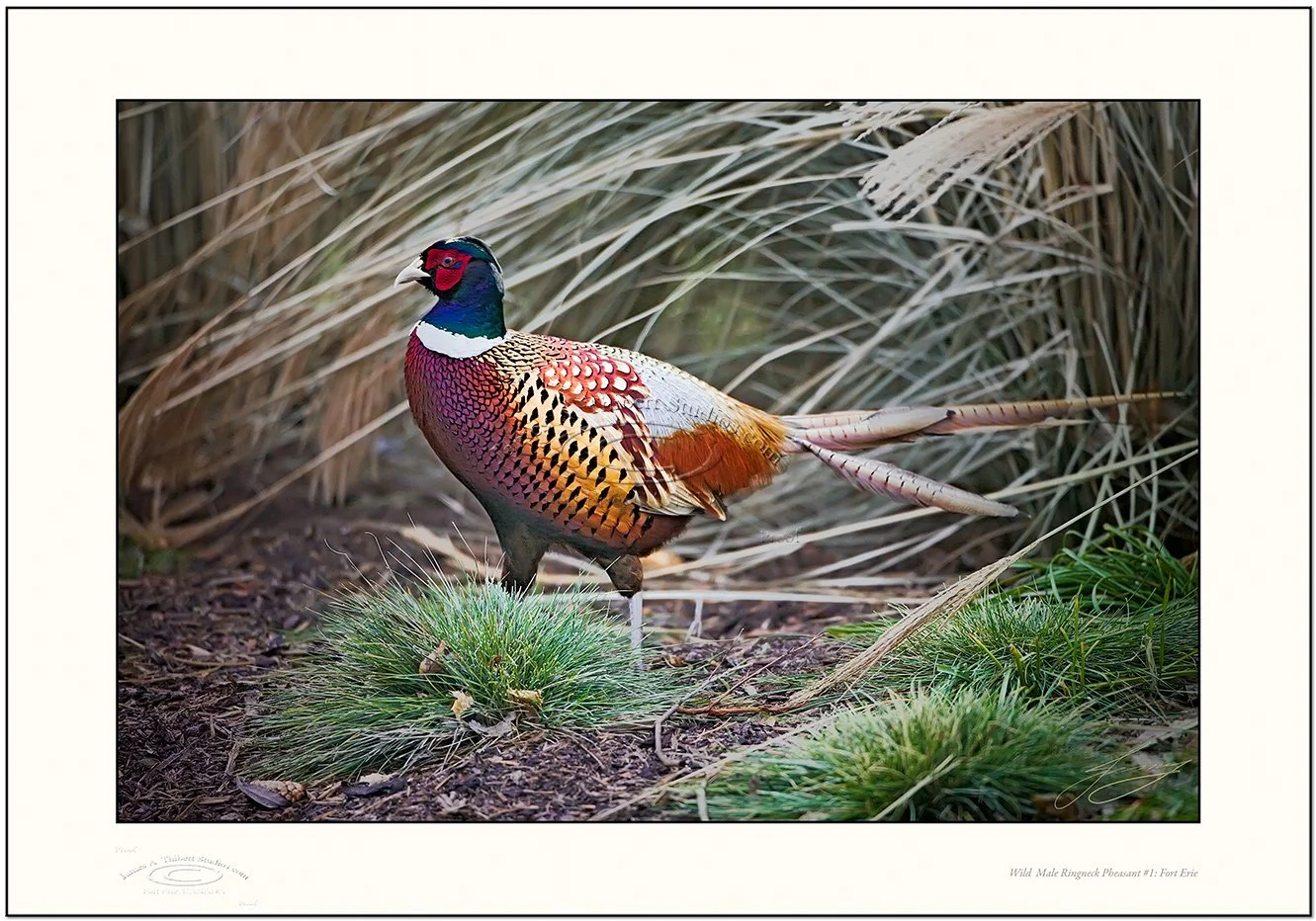 WildMalePheasant-1_MG_2353-080113_v1-Frame-prepress.jpg