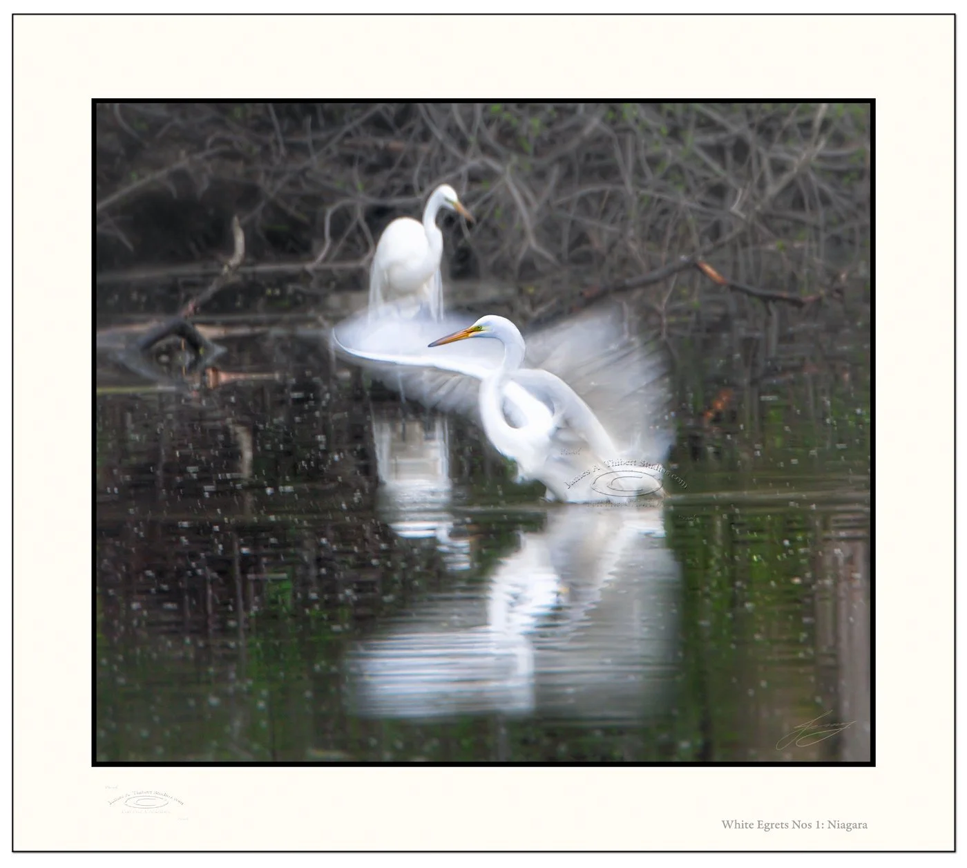 Egrets_blurredWings_MG_4061-080504-v1-2px-18x15_Frame-prepress.jpg