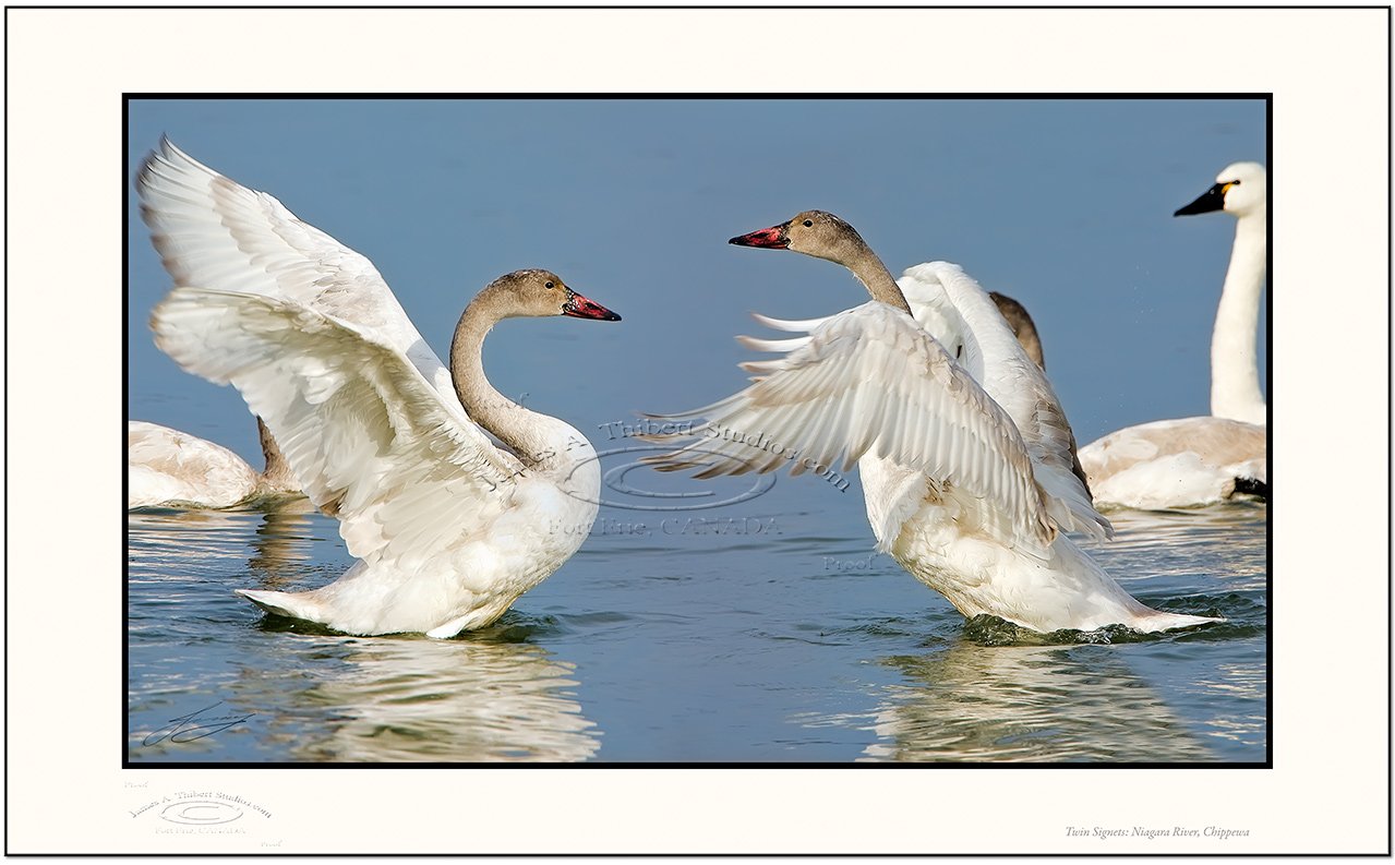 TwinSignets_aflair_MG2500_080113_v1-Frame-prepress.jpg