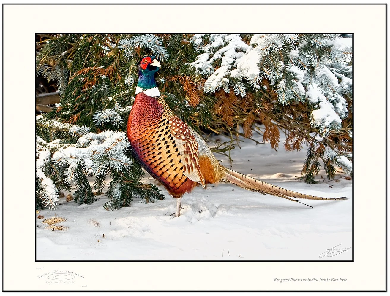 RingneckPheasant-inSitue_Nos1_MG_0087-080124_Frame-prepress.jpg