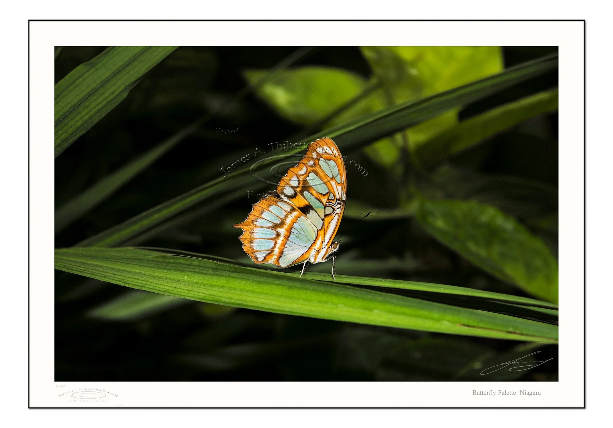 Butterfly_palette_MG_3846-Prophoto-Gamut_FRAME-prepress.jpg