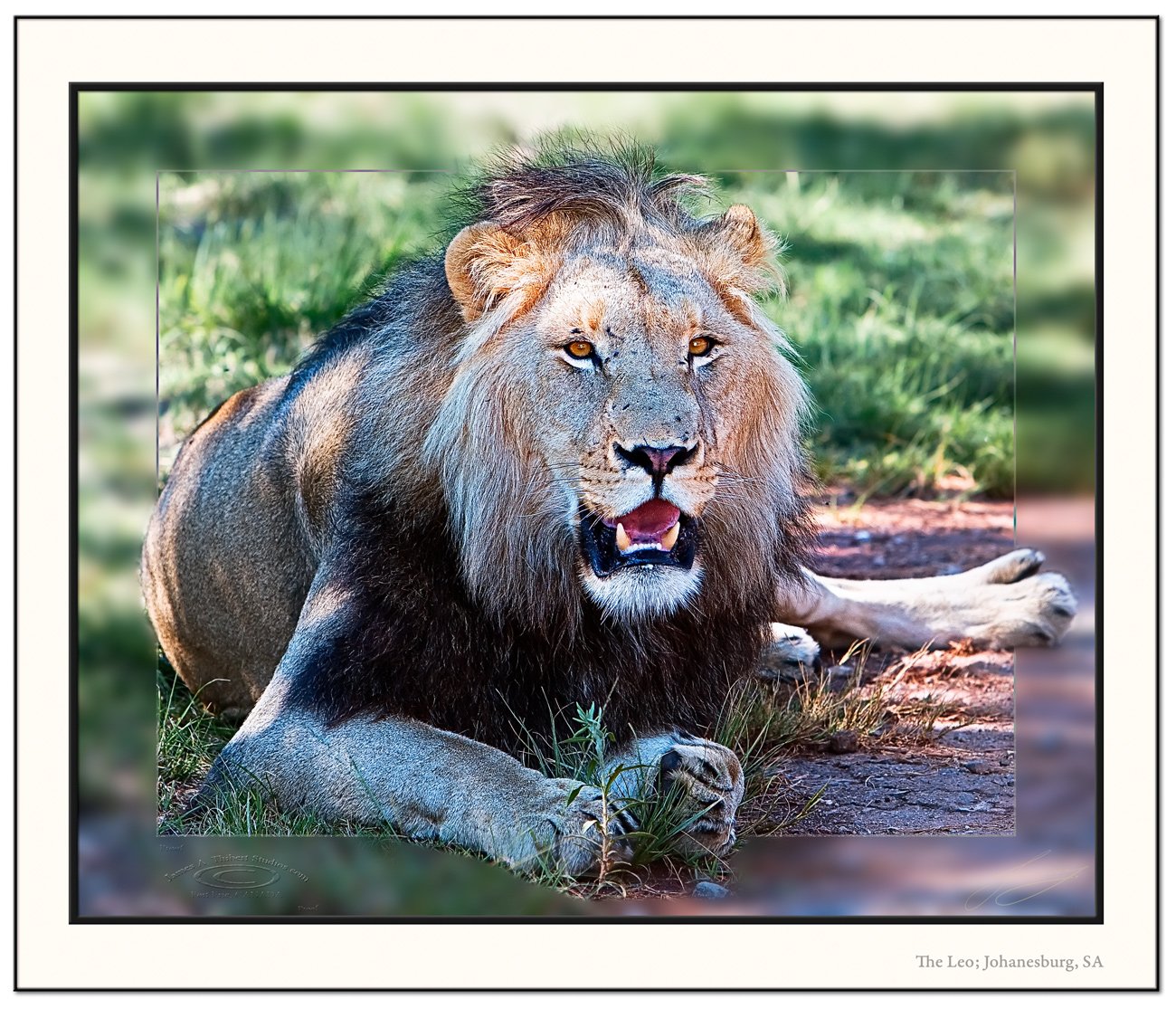 LION_laydown100_3220-080413-V1-mirror-Frame-prepress.jpg