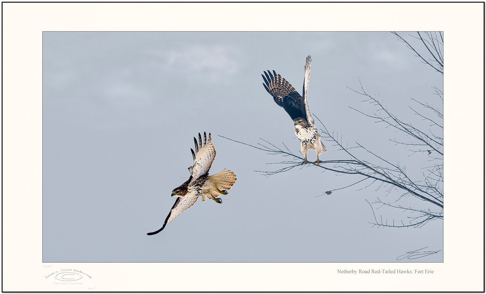 TwinHawks-Flight-TreeMG_4568-070301-v2-Frame-prepress.jpg