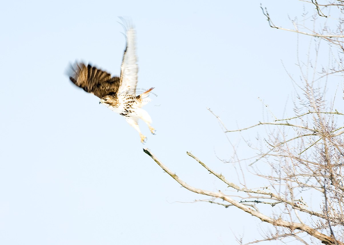Hawk_Springing_MG_2699-FF_NW_crp-layer.jpg