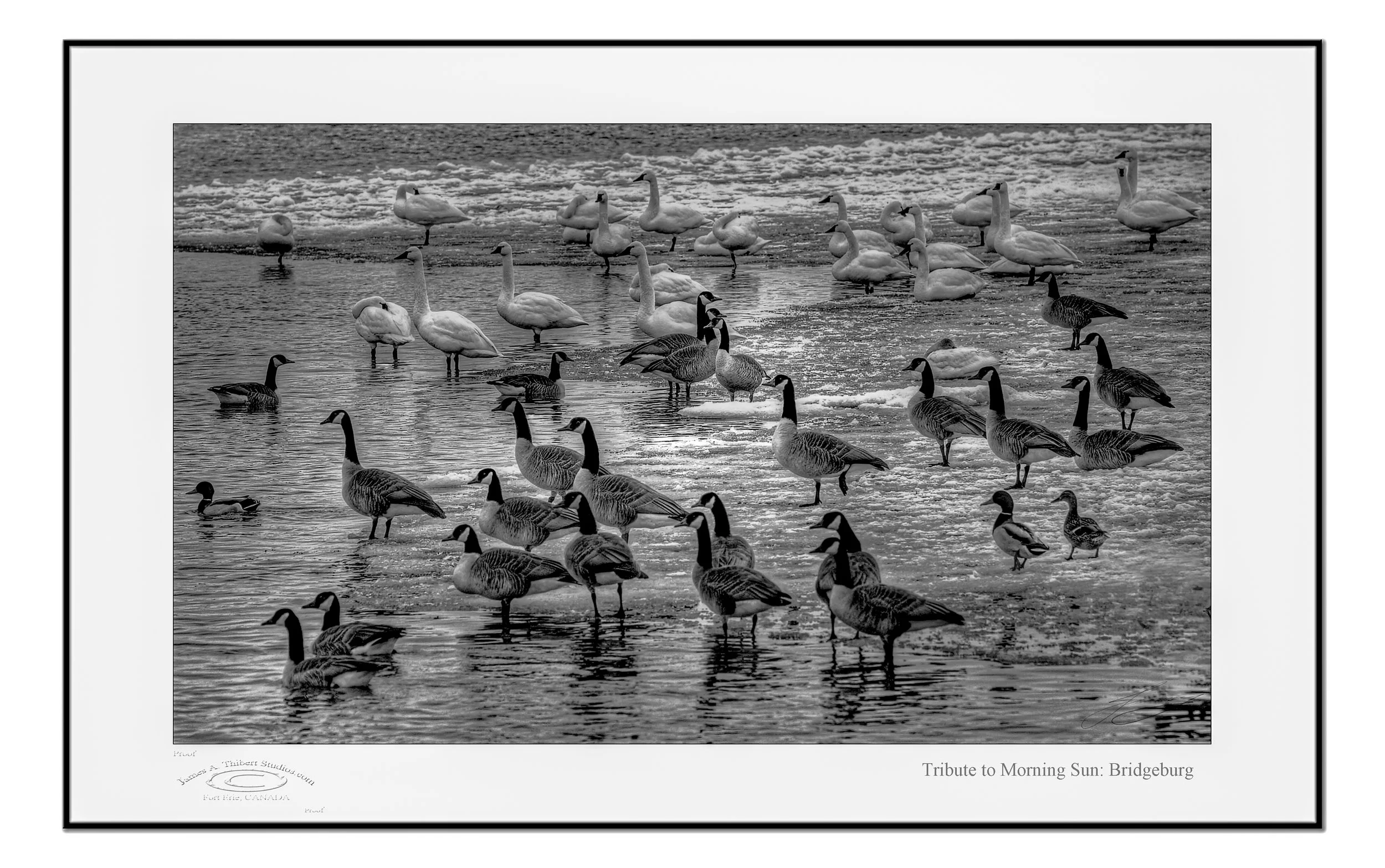 Tribute-to-Morning_MG4568-V4-070302-Frame_B&W copy.jpg
