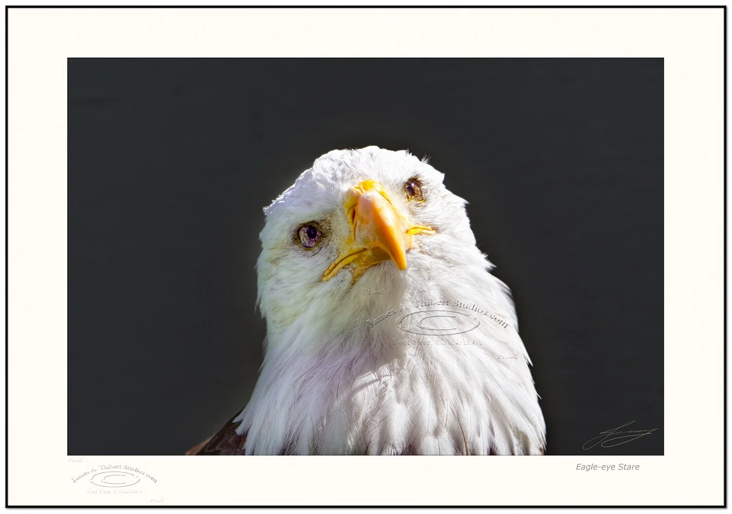 Eagle-Eye_Stare_115_9017-070922-Frame-prepress.jpg