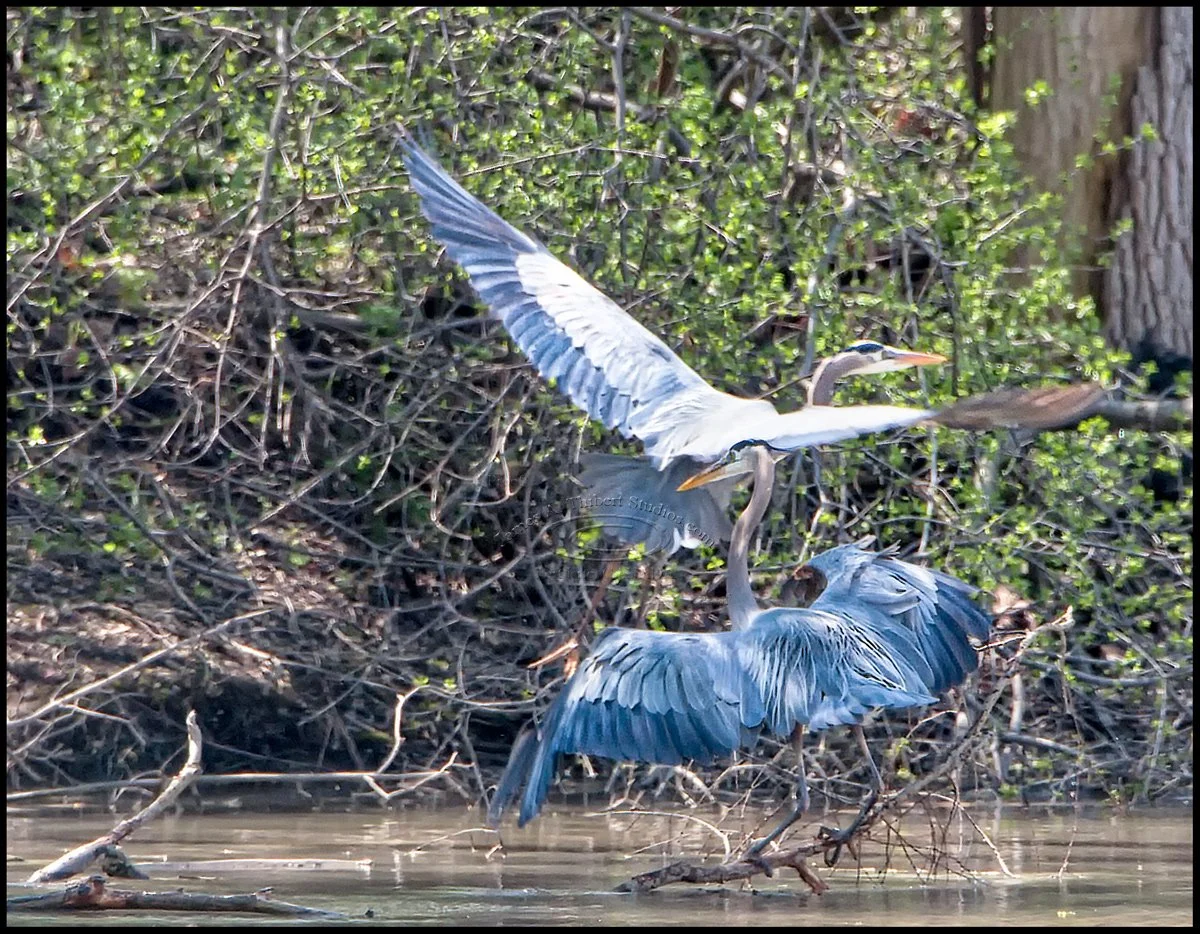 Heron-courtship_MG_4236-080505-v1-2px.jpg