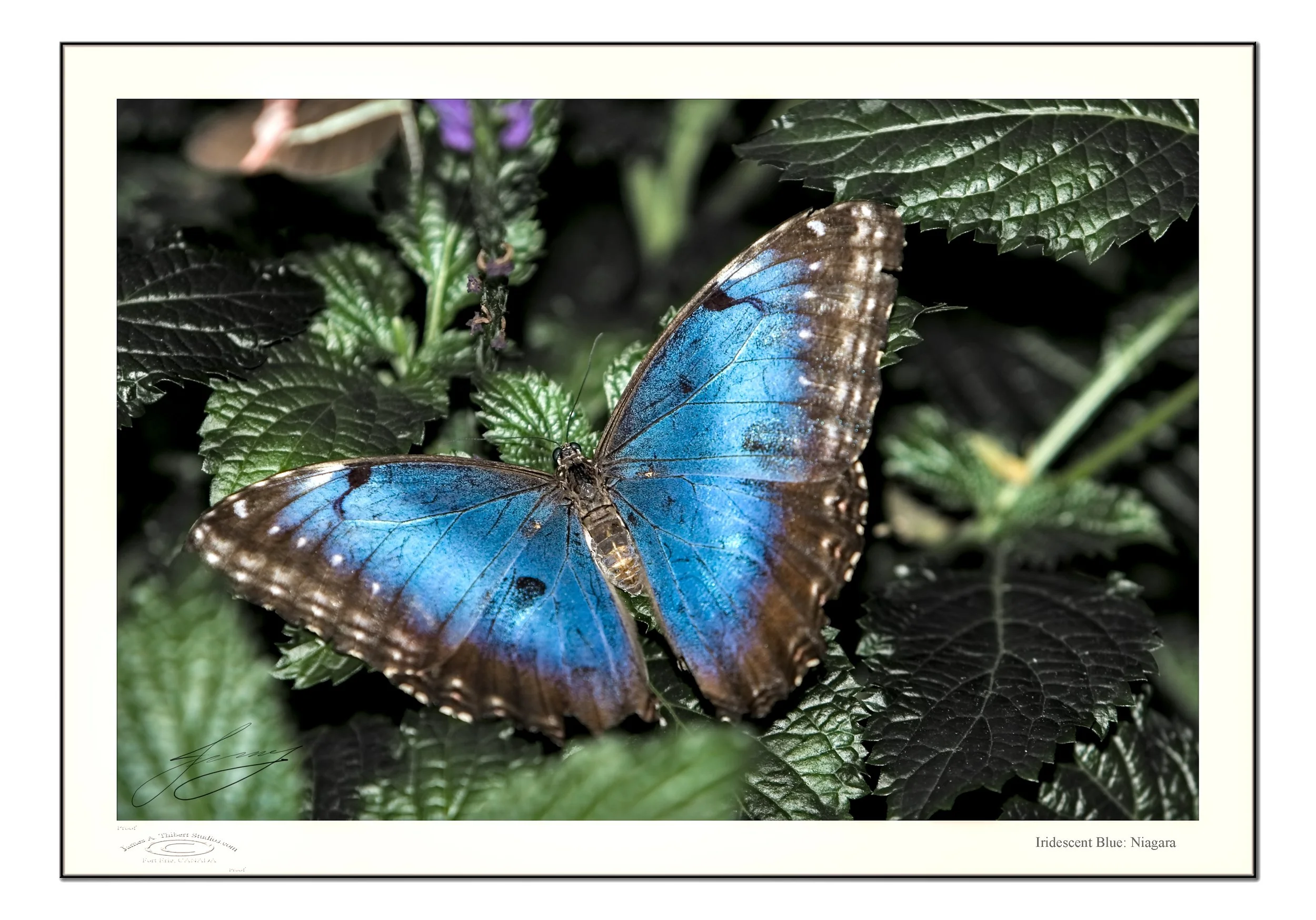 BLUE-openWings_MG_3928-ptl-Ni-GamutProphoto-FRMME copy.jpg