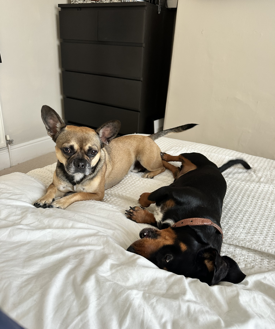 Two small dogs relaxing on a white bed, including a tan Chihuahua mix and a black-and-tan dog wearing a brown collar.