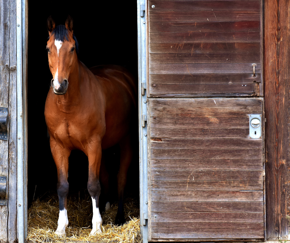 Pinellas Stables &amp; Boarding Barns