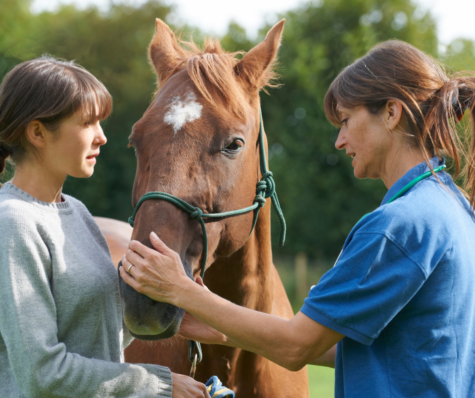Pinellas Equine Services