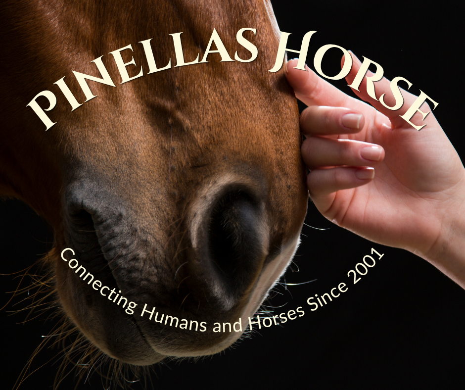 Close-up of a brown horse's face with a person's hand gently touching its face, and the text 'Pinellas Horse' and 'Connecting Humans and Horses Since 2001' overlayed on the image.