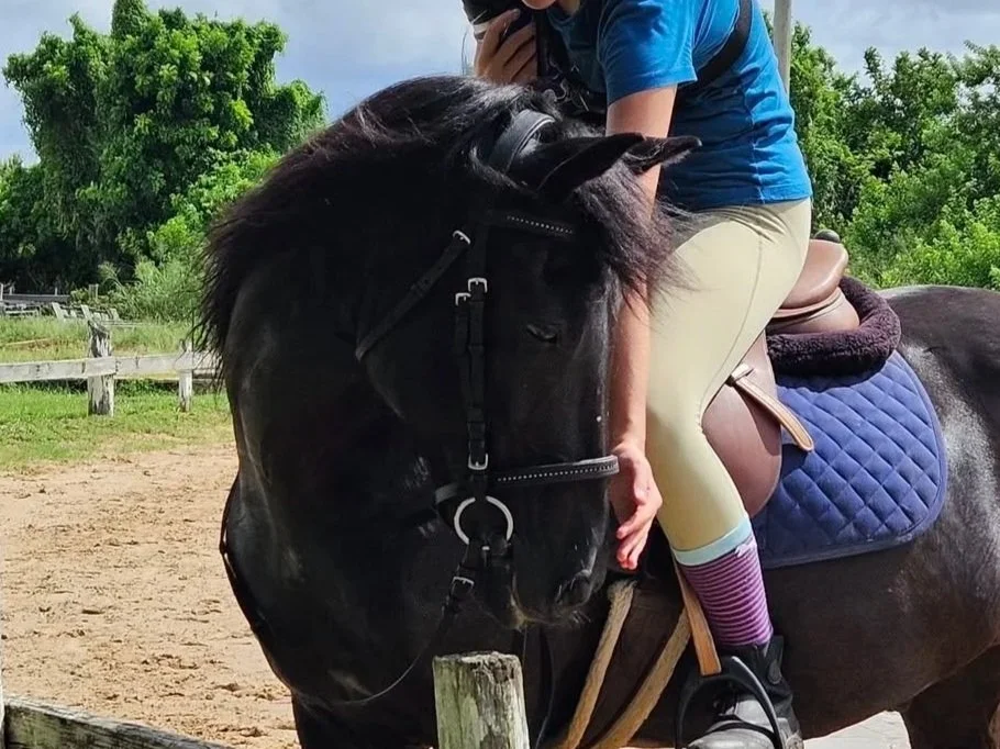 Lesson Pony in Pinellas Park, FL