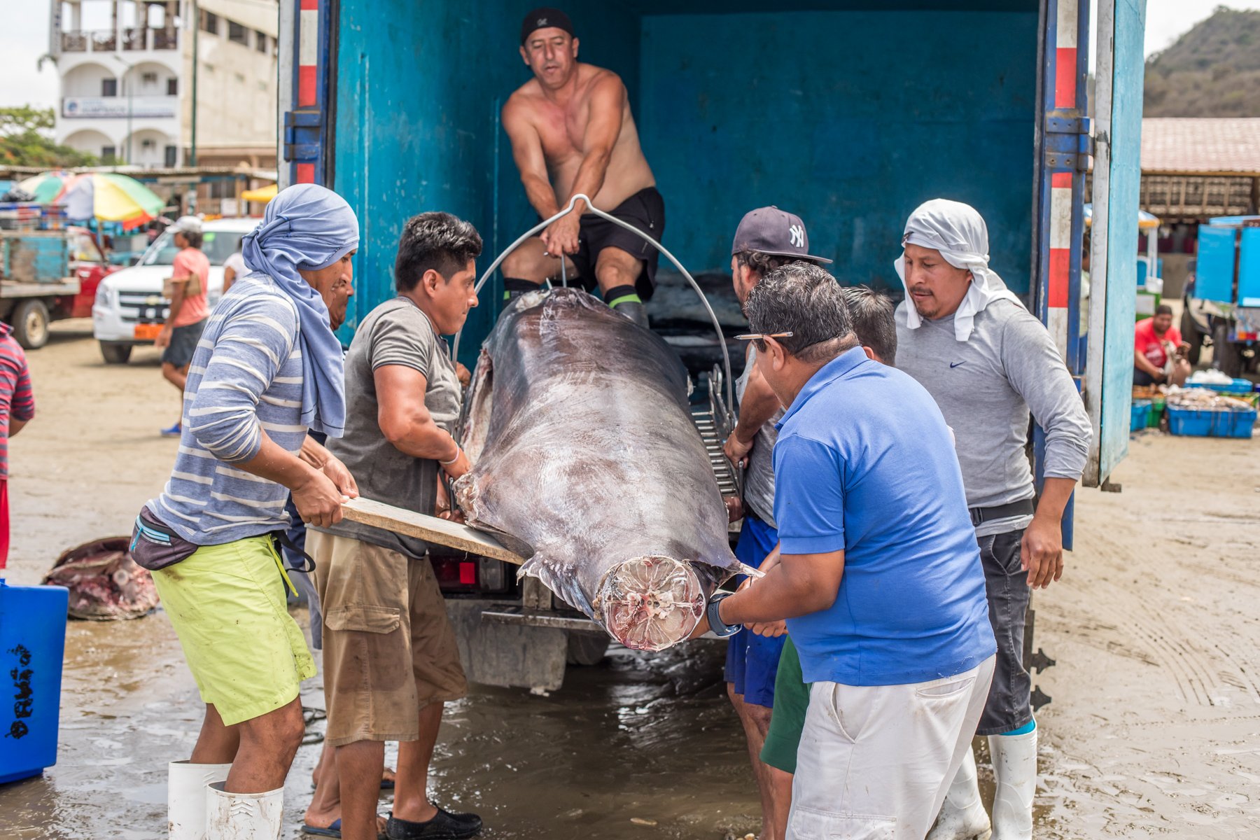 Several fishermen loading a giant swordfish into a refrigerated truck at Puerto López fish market, Ecuador.