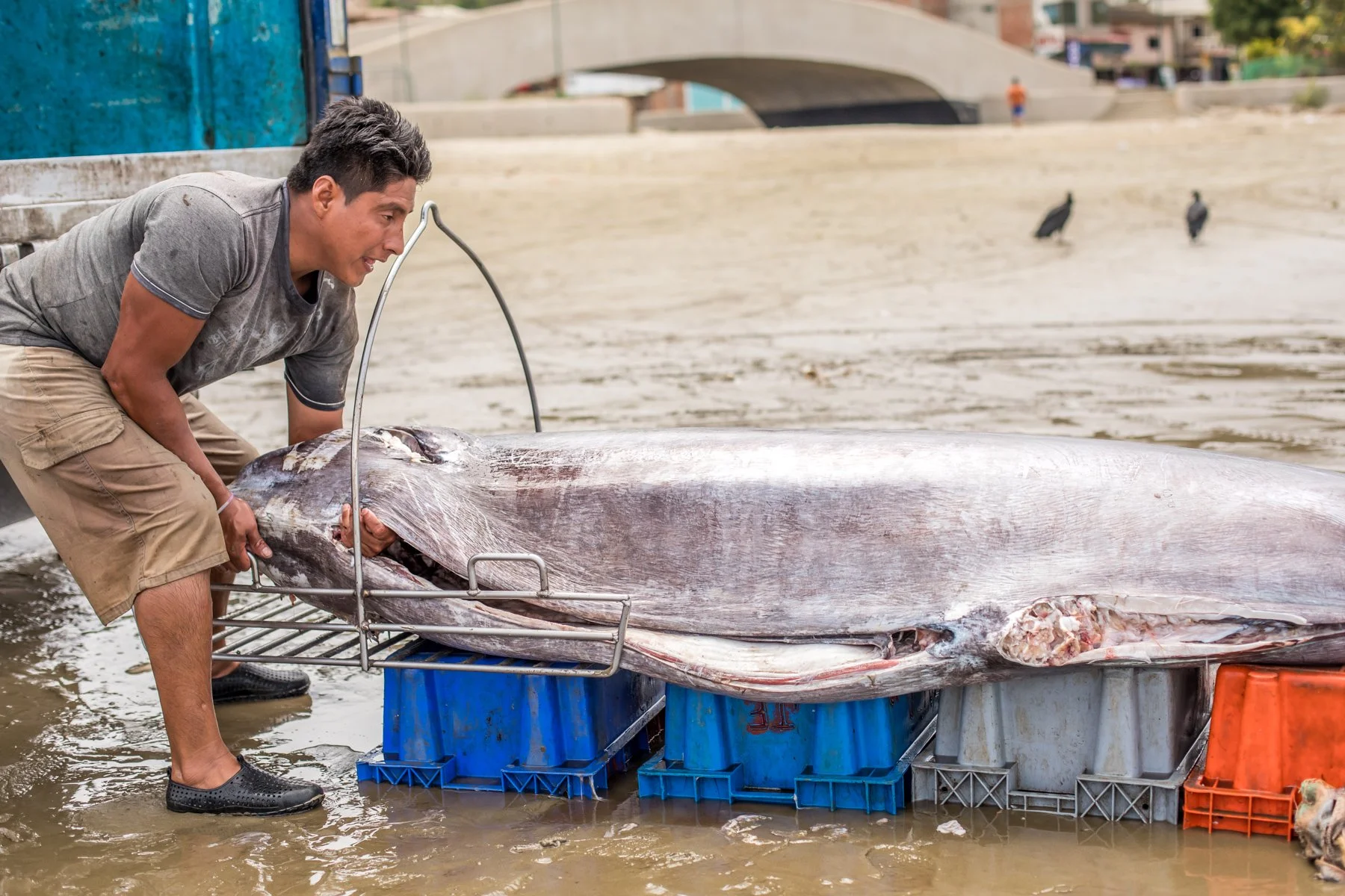 Puerto López Fish Market – Ecuador, 2018