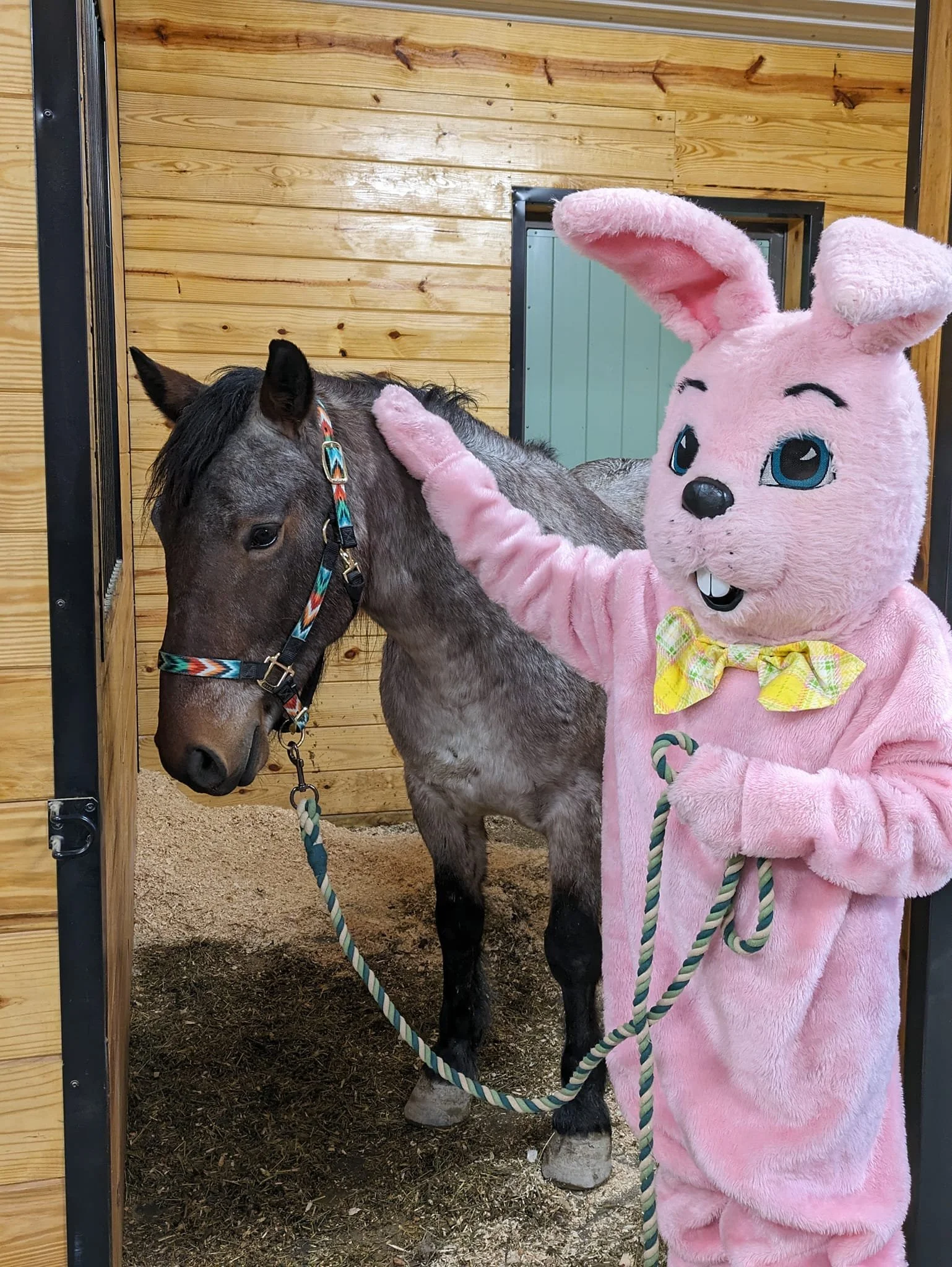 A person in a pink bunny costume petting a small horse in a stable with wooden walls. Pictures with the Easter Bunny and a Mustang for the community at NorthWoods Farm, Dushore, PA