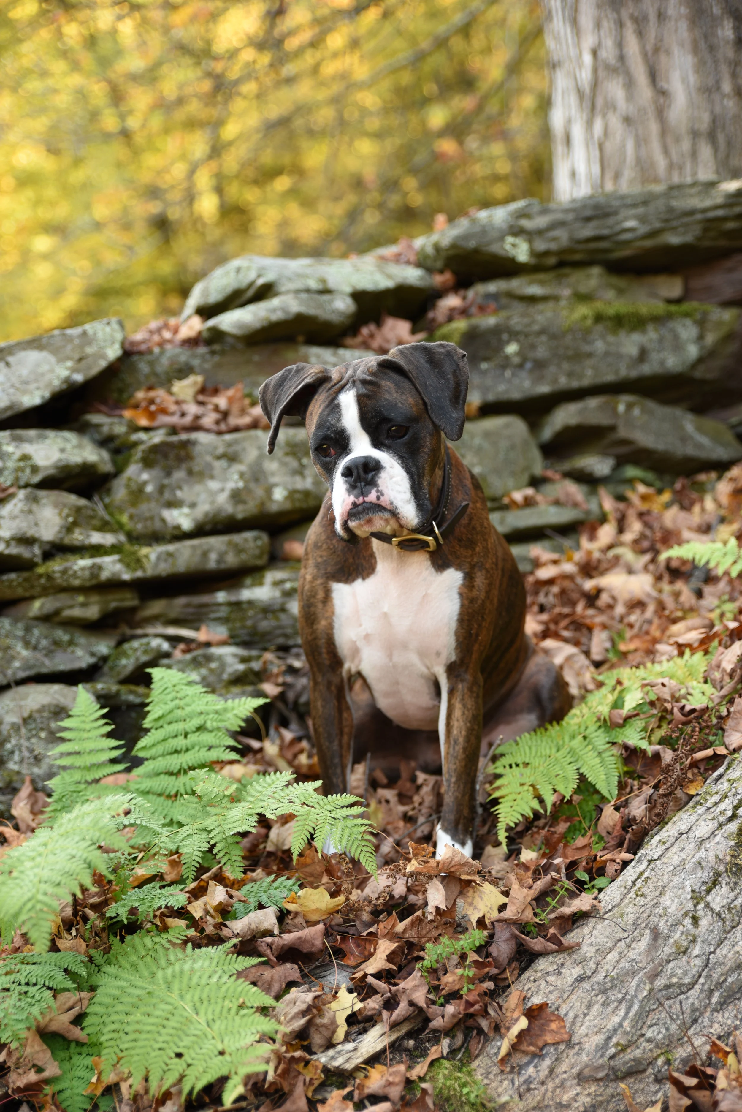 A brindle and white boxer dog sitting on fallen autumn leaves among green ferns in a wooded area with rocks and a tree trunk in the background  at NorthWoods Farm, Dushore, PA
