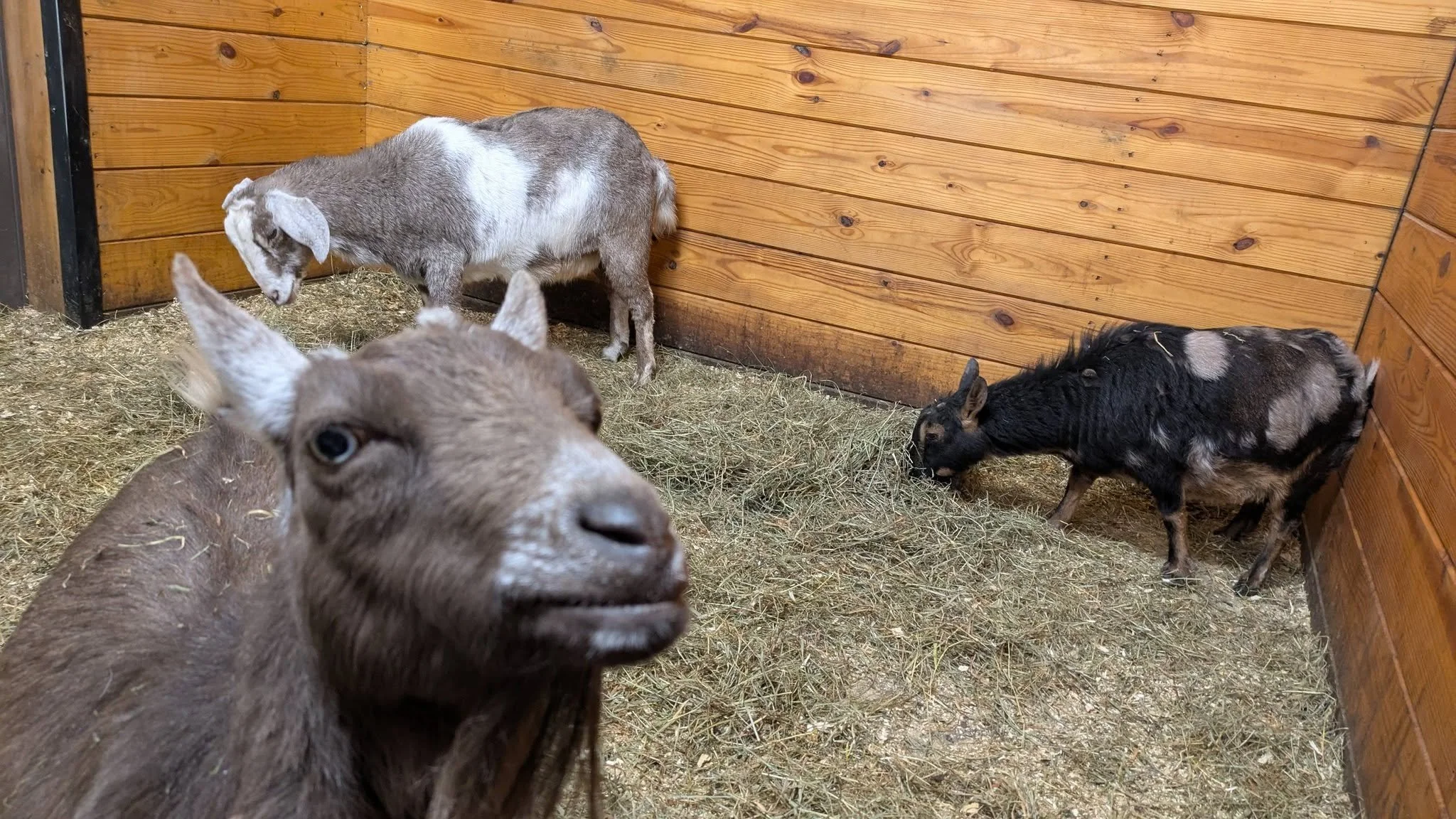 Several baby goats, including a brown one in the foreground, inside a wooden barn with hay on the ground.  at NorthWoods Farm, Dushore, PA Farm experiences, community