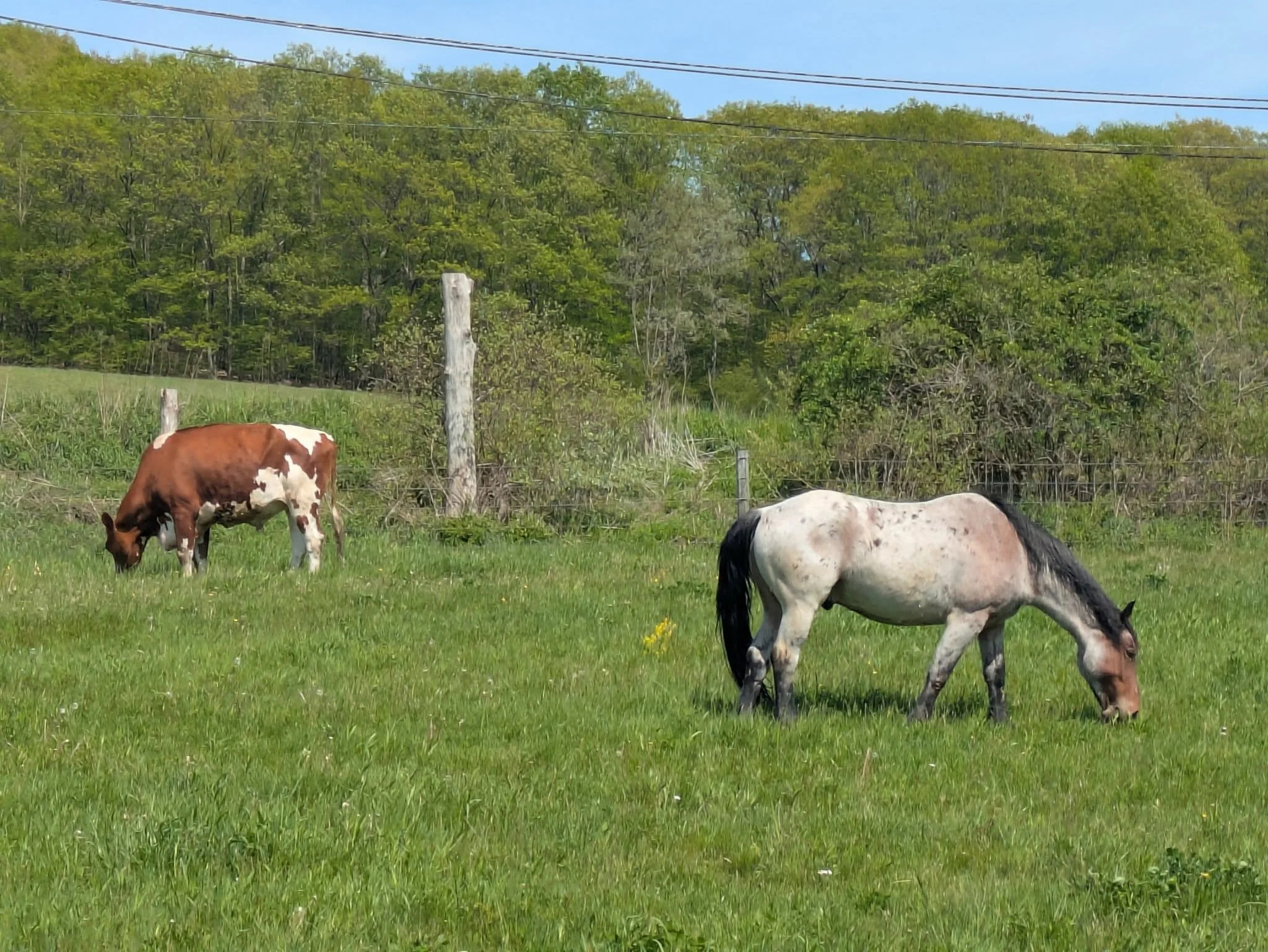 A cow grazing in a grassy field with trees and power lines in the background on a sunny day  at NorthWoods Farm, Dushore, PA
