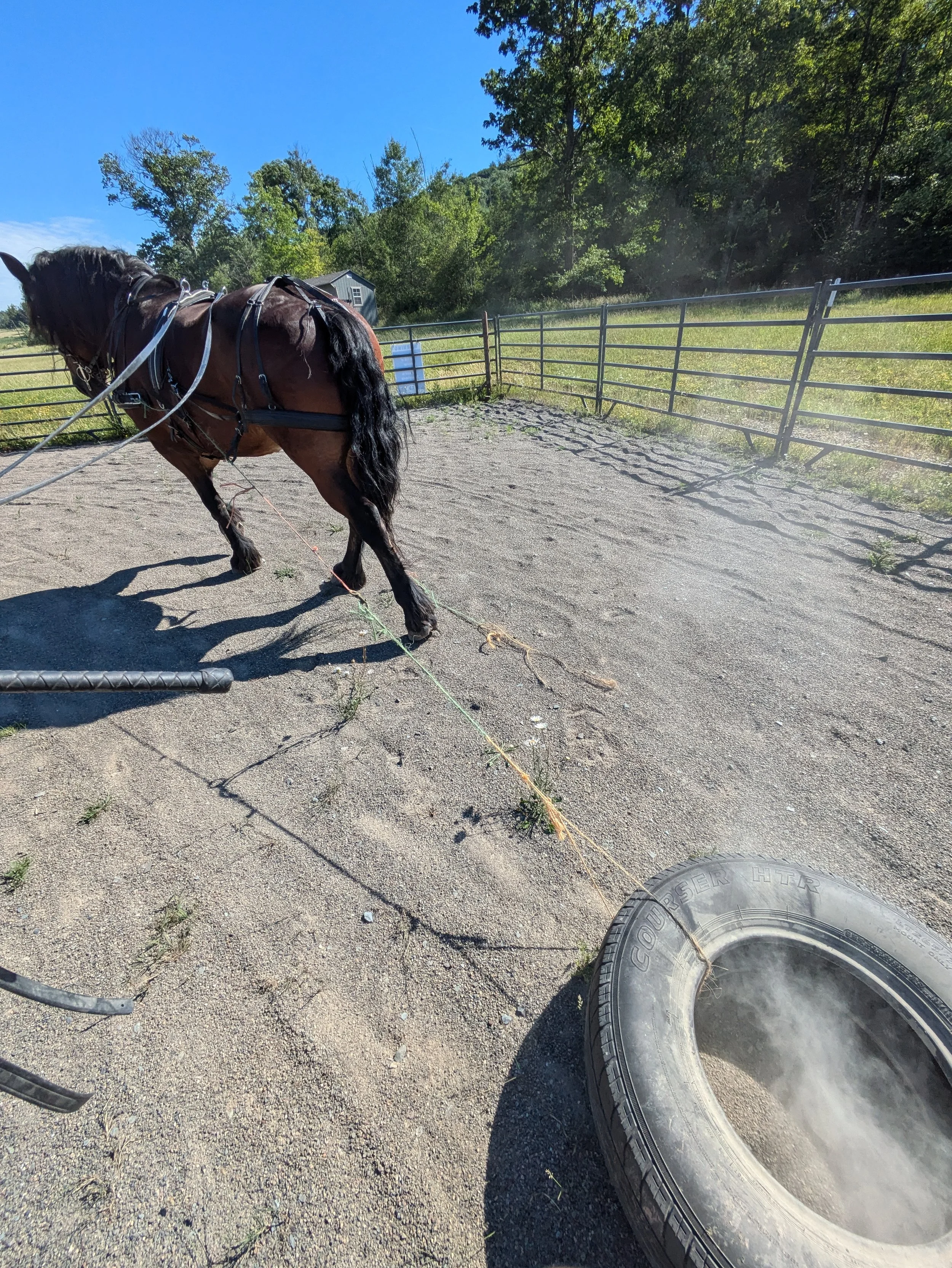 A brown horse with a black mane harnessed and standing on a dirt surface next to a large tire with steam or smoke rising from it. A fenced area with trees and a small building are in the background under a blue sky.