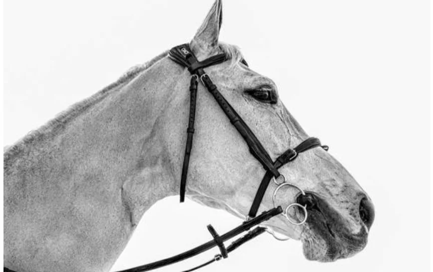 Palmer Magazine — Horses and Riders