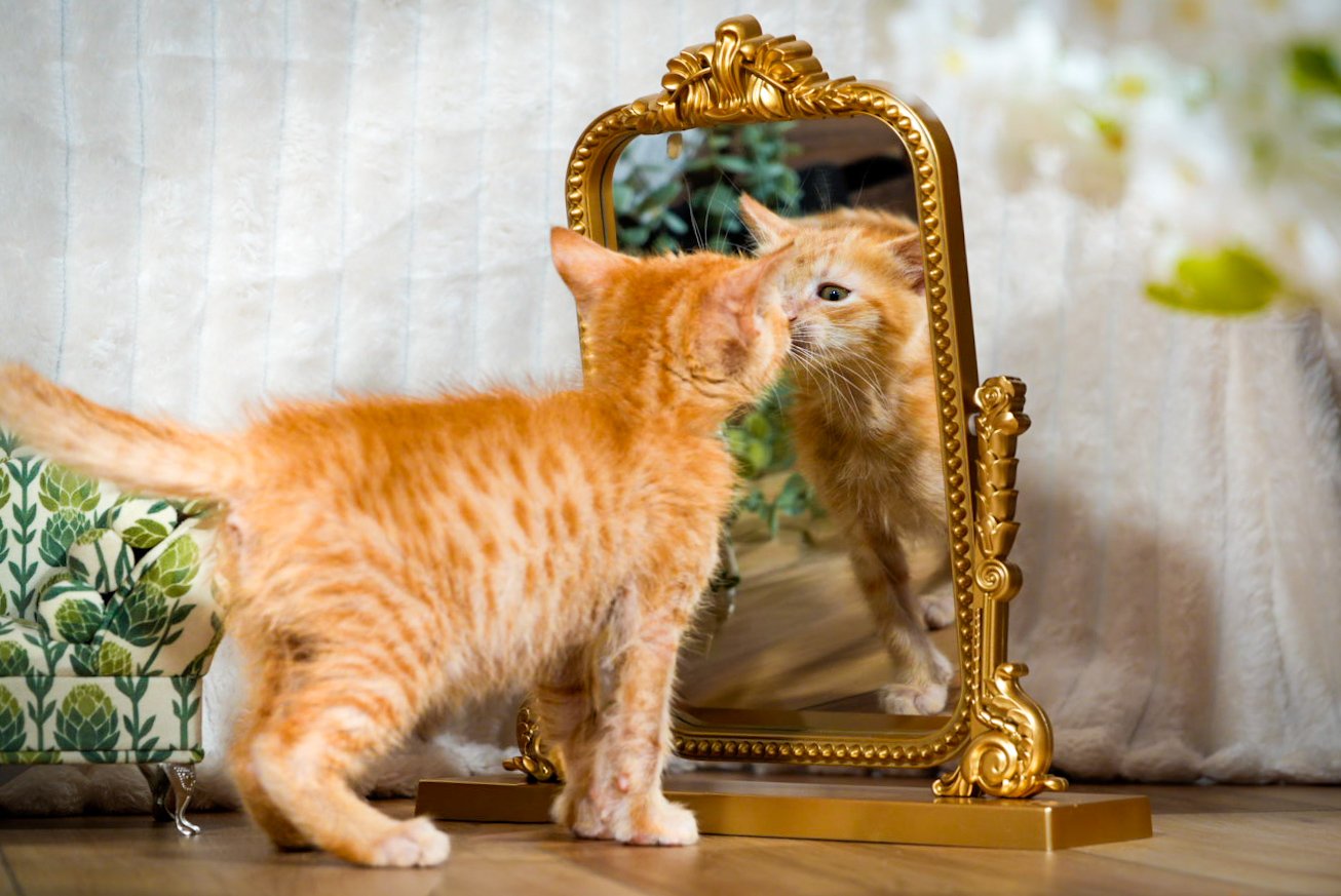 An orange tabby kitten looking at itself in an ornate gold-framed mirror on a wooden floor with a patterned armchair and curtains in the background.