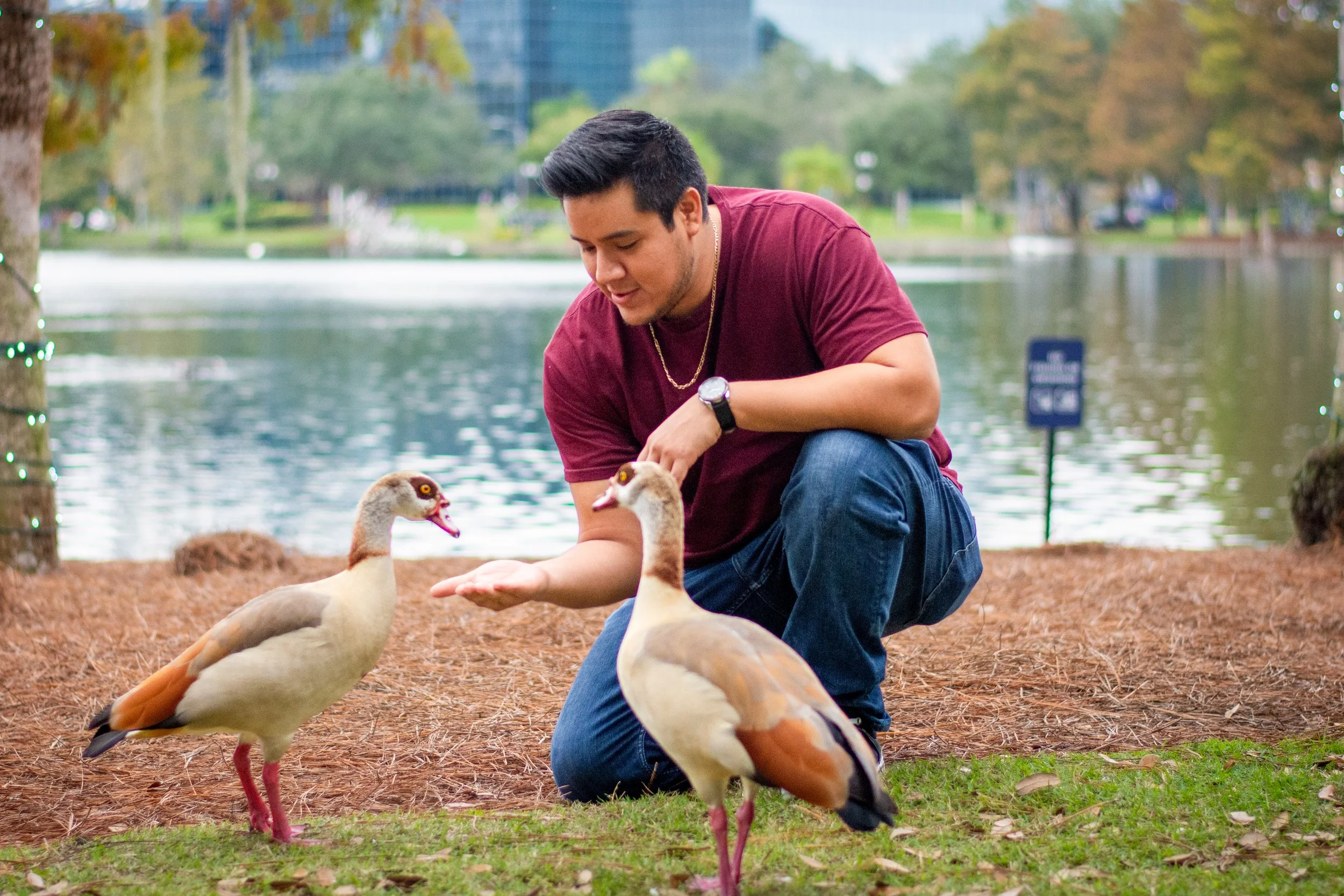 A young man kneeling on the ground near a lake, feeding four ducks. The background includes trees and buildings, with some decorative lights on a tree.