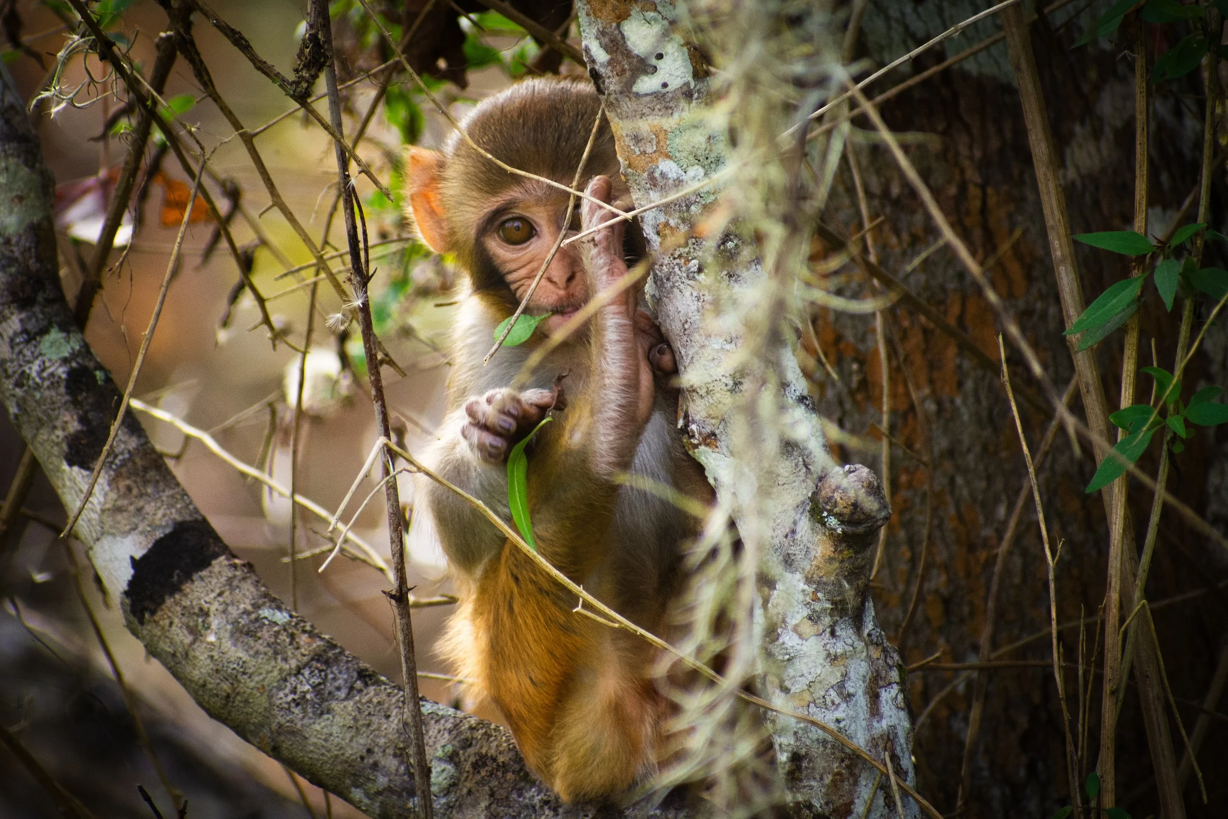 A young monkey with brown fur and expressive eyes peeking through branches and leaves in a tree.