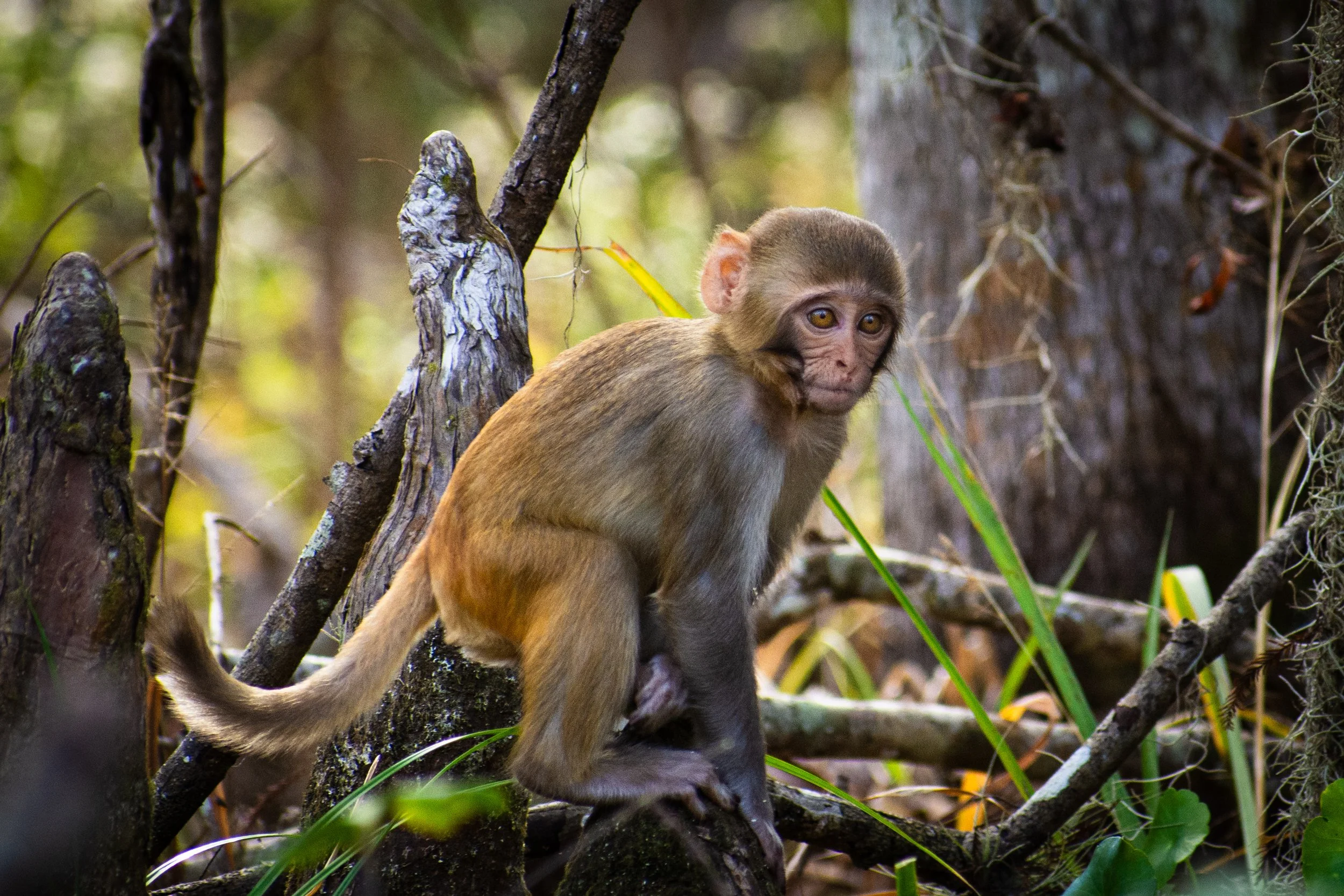 A young monkey sitting on a tree branch in a forested area with greenery and other tree branches visible around.