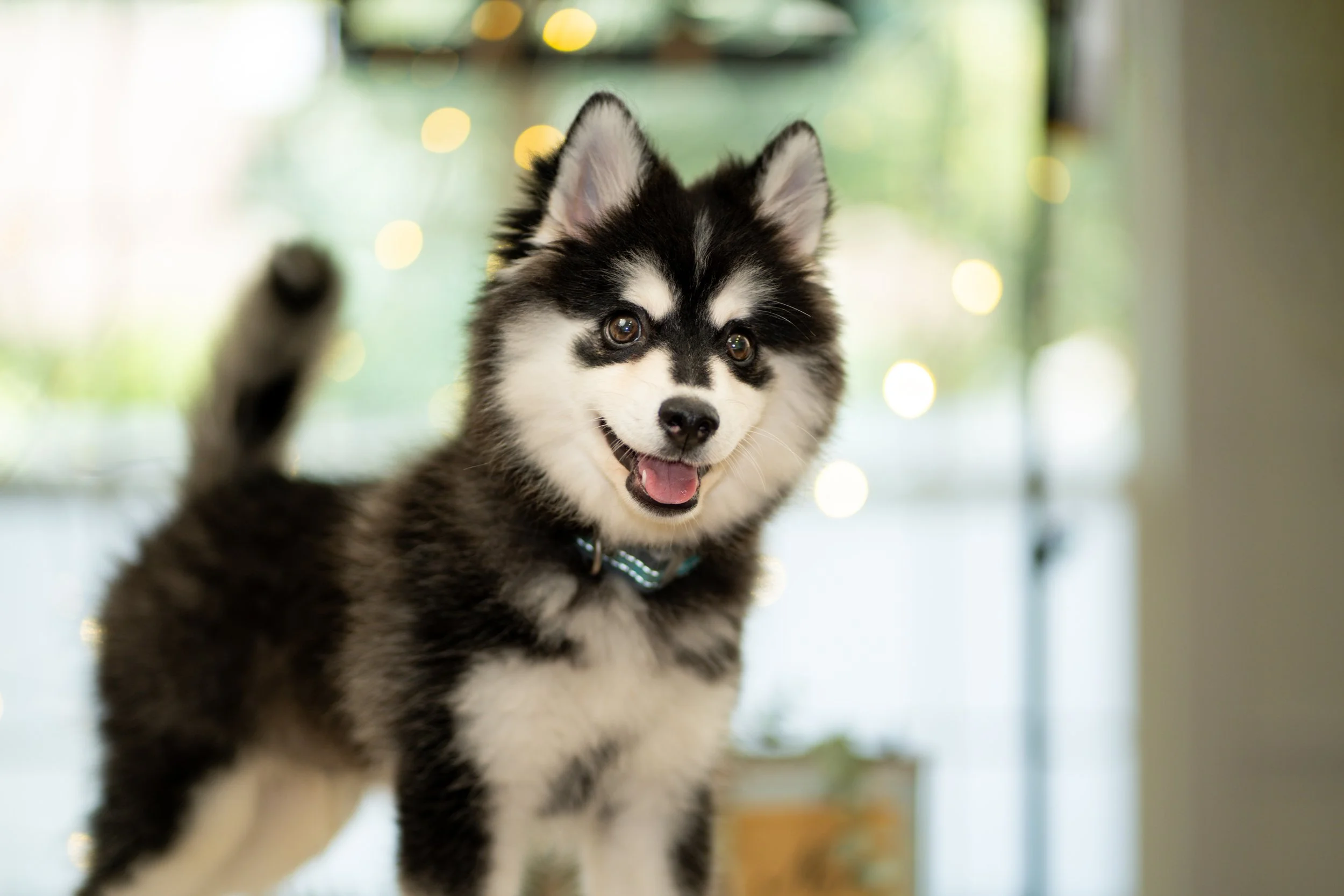 MiniHusky (8).jpeg