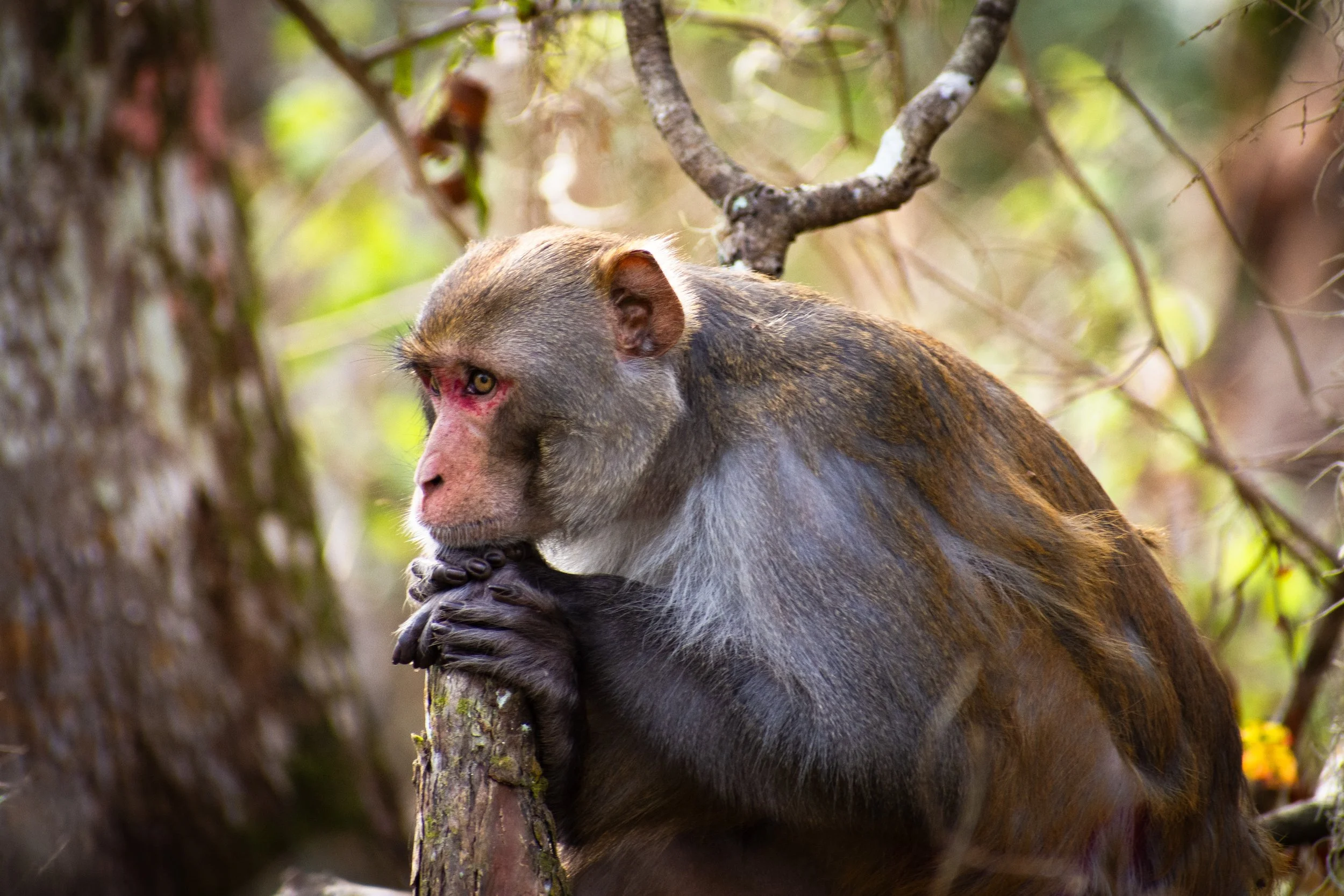 A monkey sitting on a tree branch in a forest, with one hand on its mouth and a red mark around its eye.