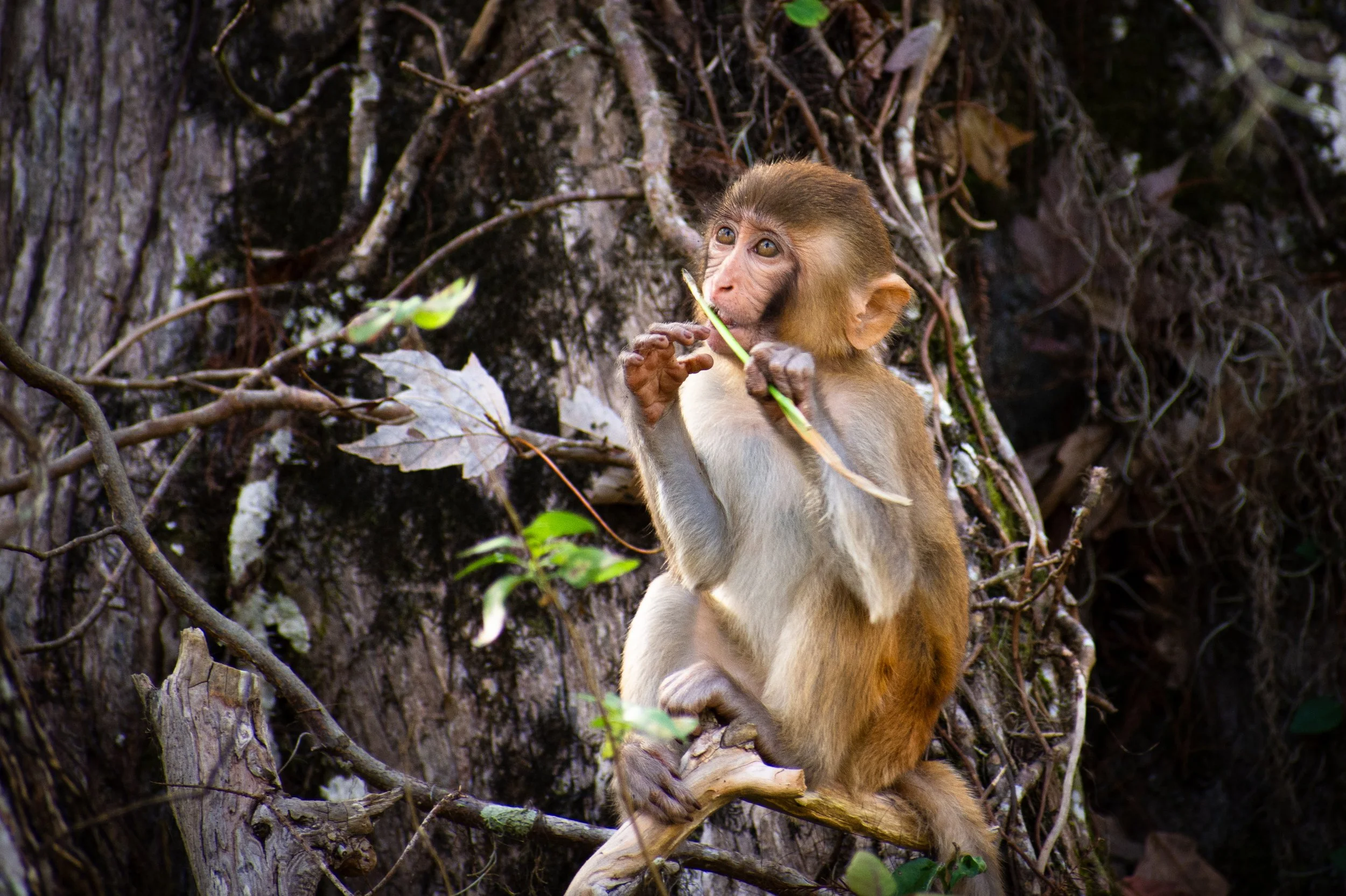 A young monkey sitting on a tree branch, holding a green stick, in a dense forest with tree bark and vines in the background.