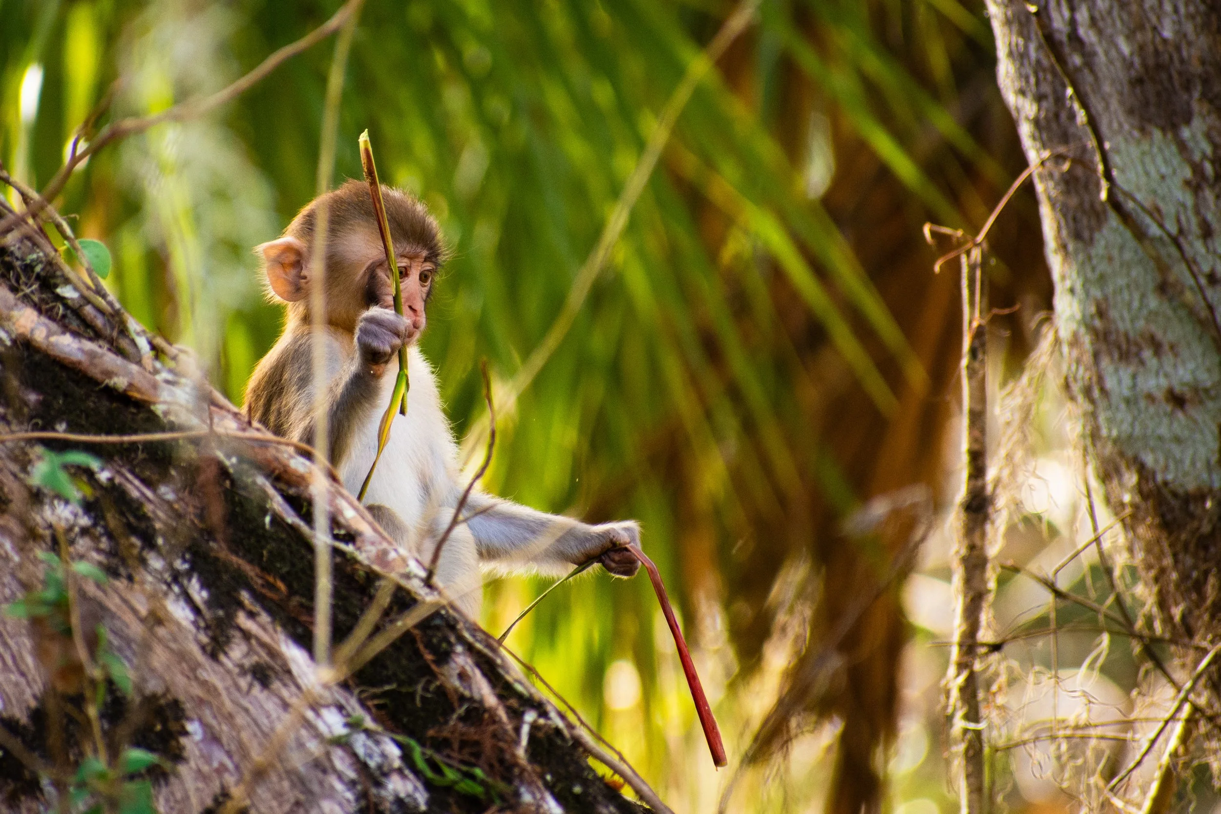 A young monkey sitting on a tree branch in a lush green forest, holding a small stick.