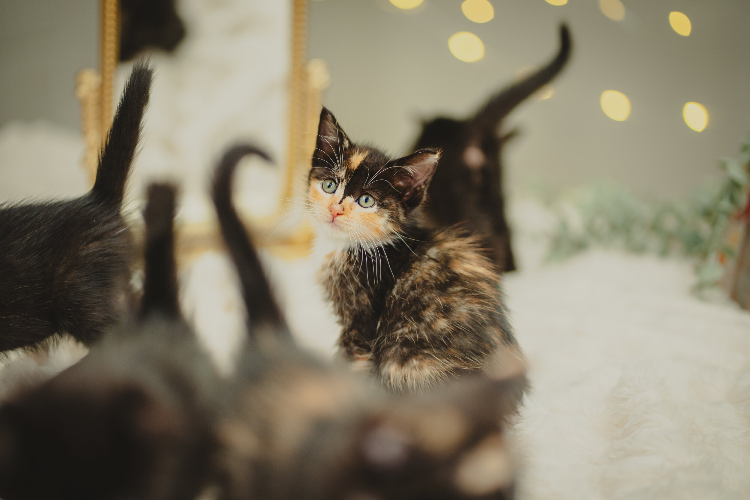 Calico (9).jpeg