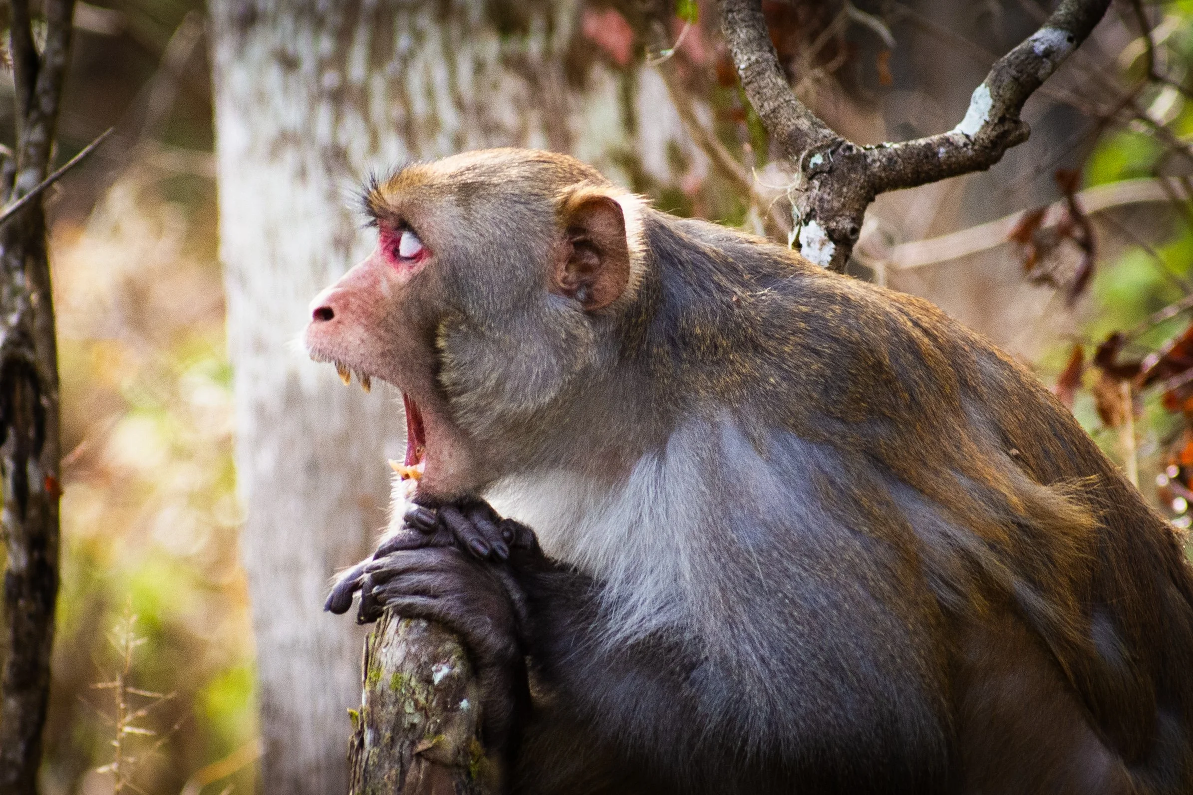 A baboon sitting on a tree branch, yawning or vocalizing, in a forest setting with blurred green and brown background.