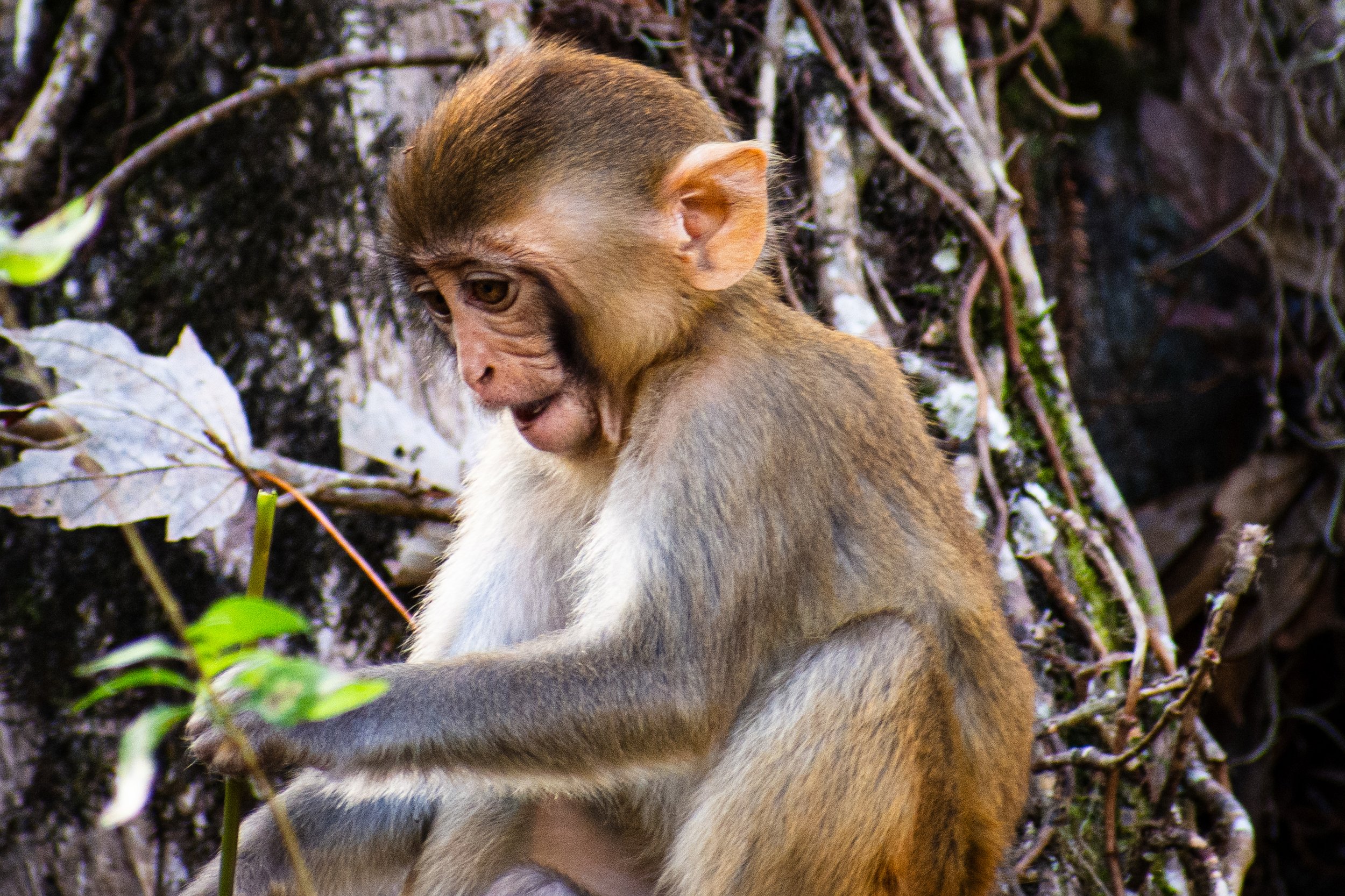 A young monkey with brown fur sitting on the ground among dirt, roots, and leaves in a natural habitat.