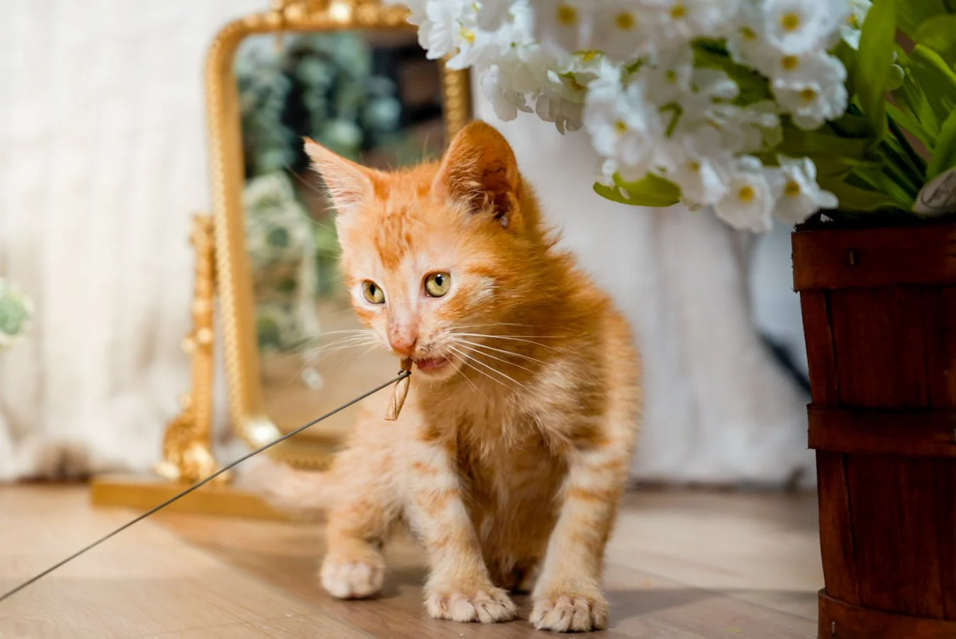 An orange tabby kitten playing with a string in a cozy room, with white flowers and a mirror in the background.