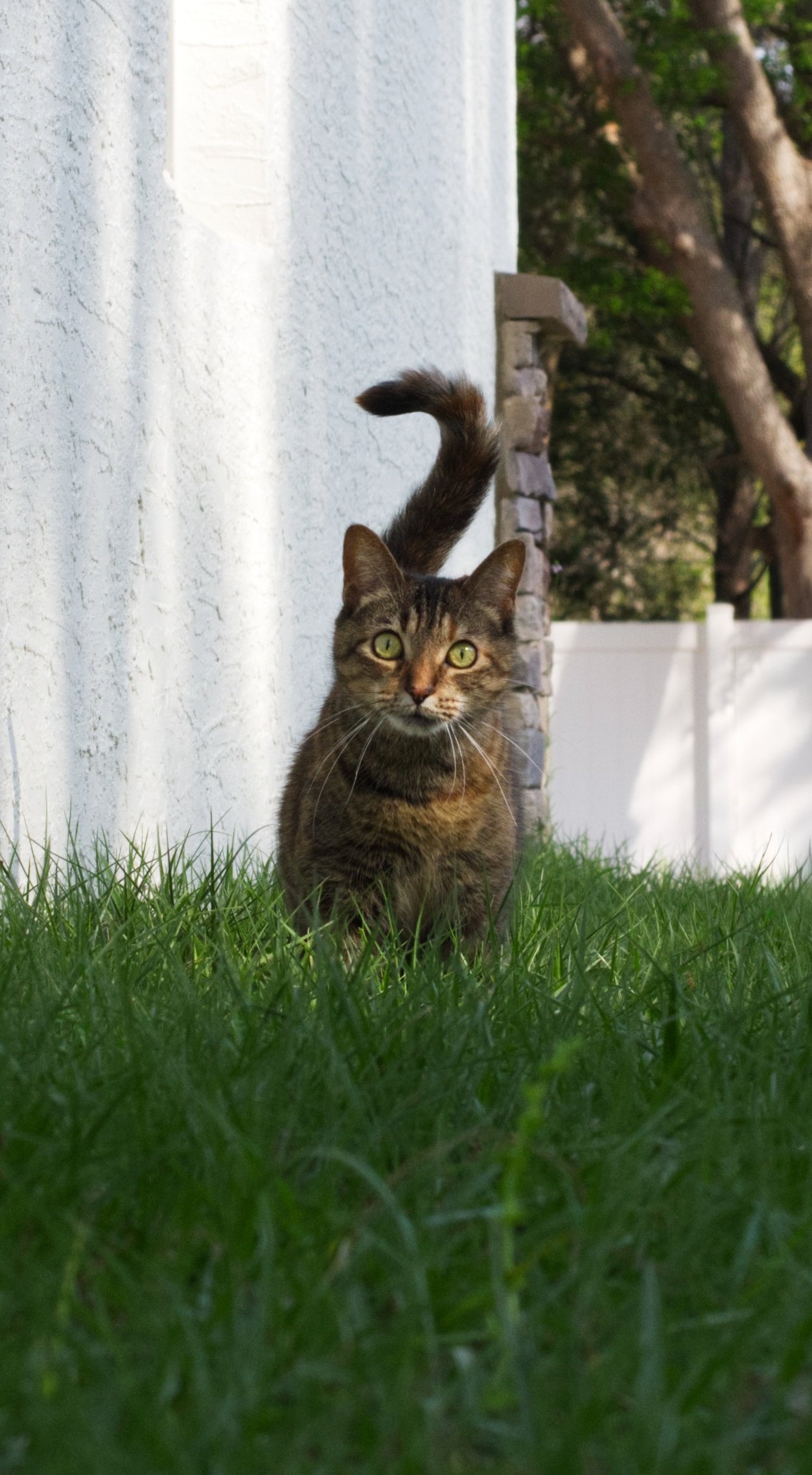 A tabby cat with green eyes sitting on grass, with a white wall and trees in the background.