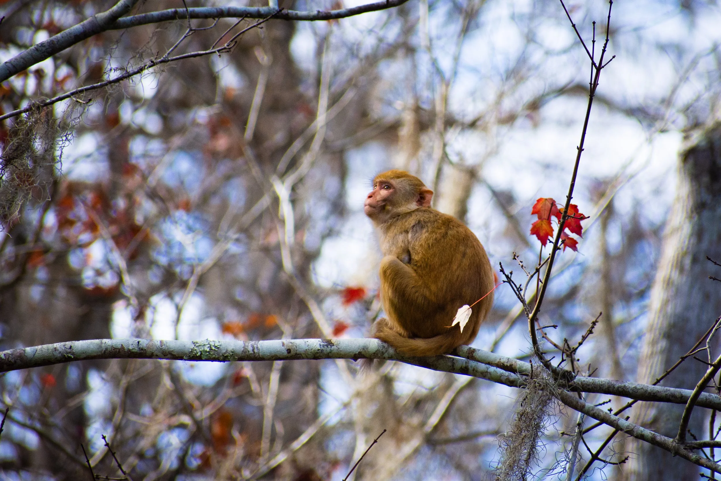 A young monkey sitting on a tree branch surrounded by branches and autumn leaves, with a blurred background of trees and sky.